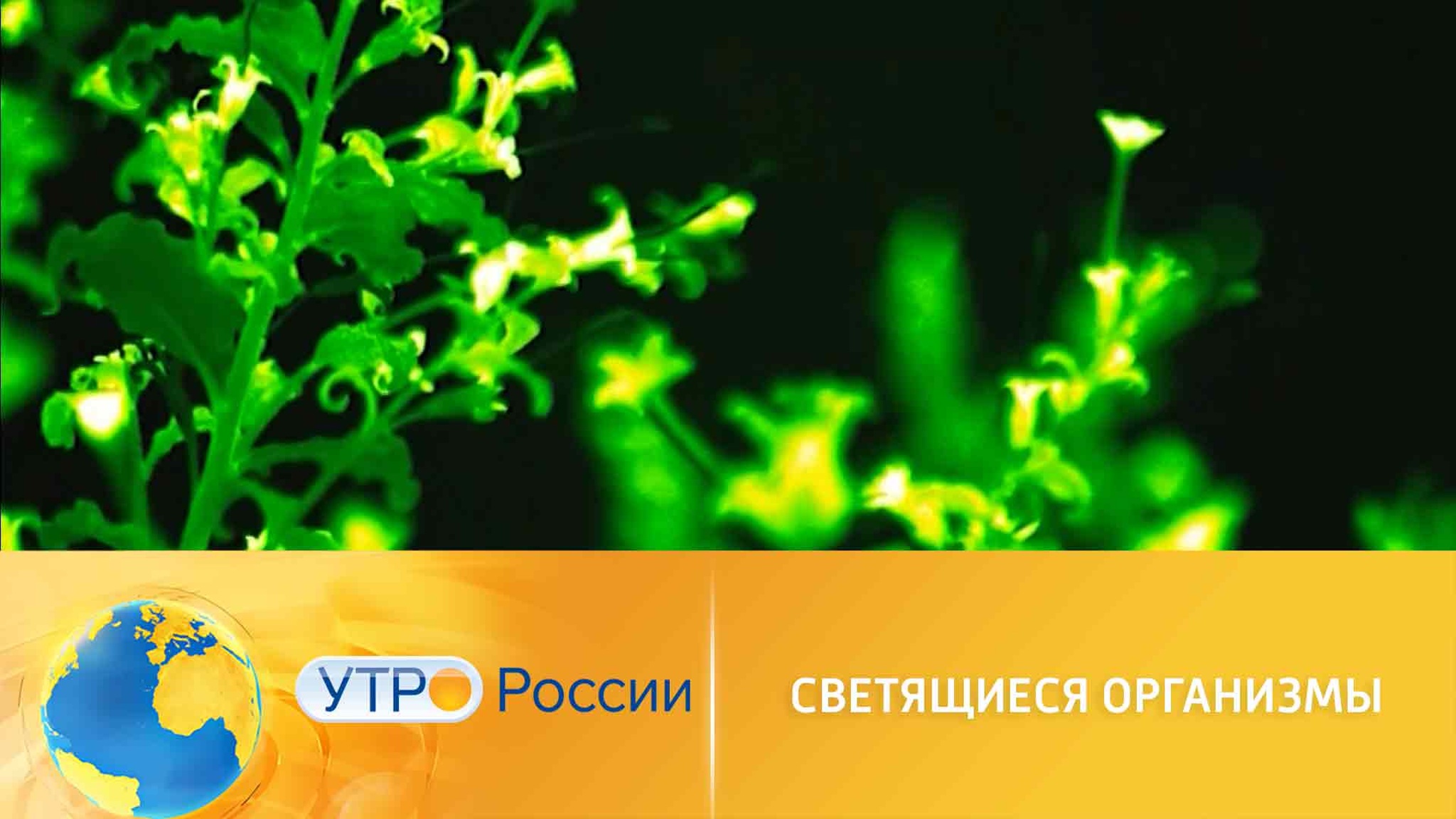 Как бактерии помогают бороться с опасными веществами