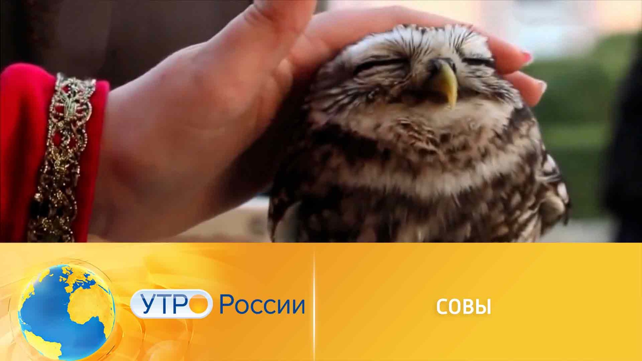 Как содержать сову в домашних условиях