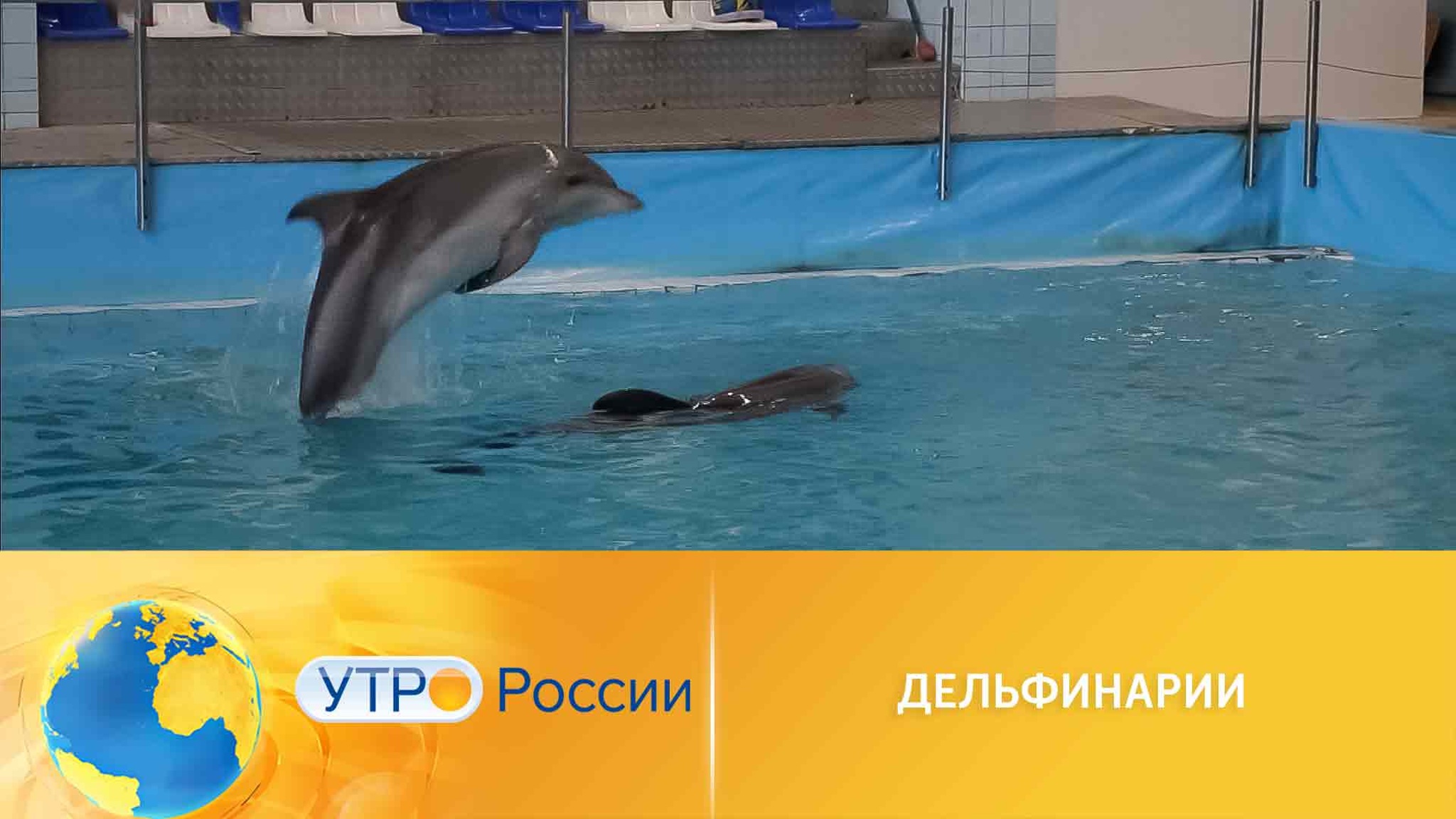 Дельфинарии: за и против