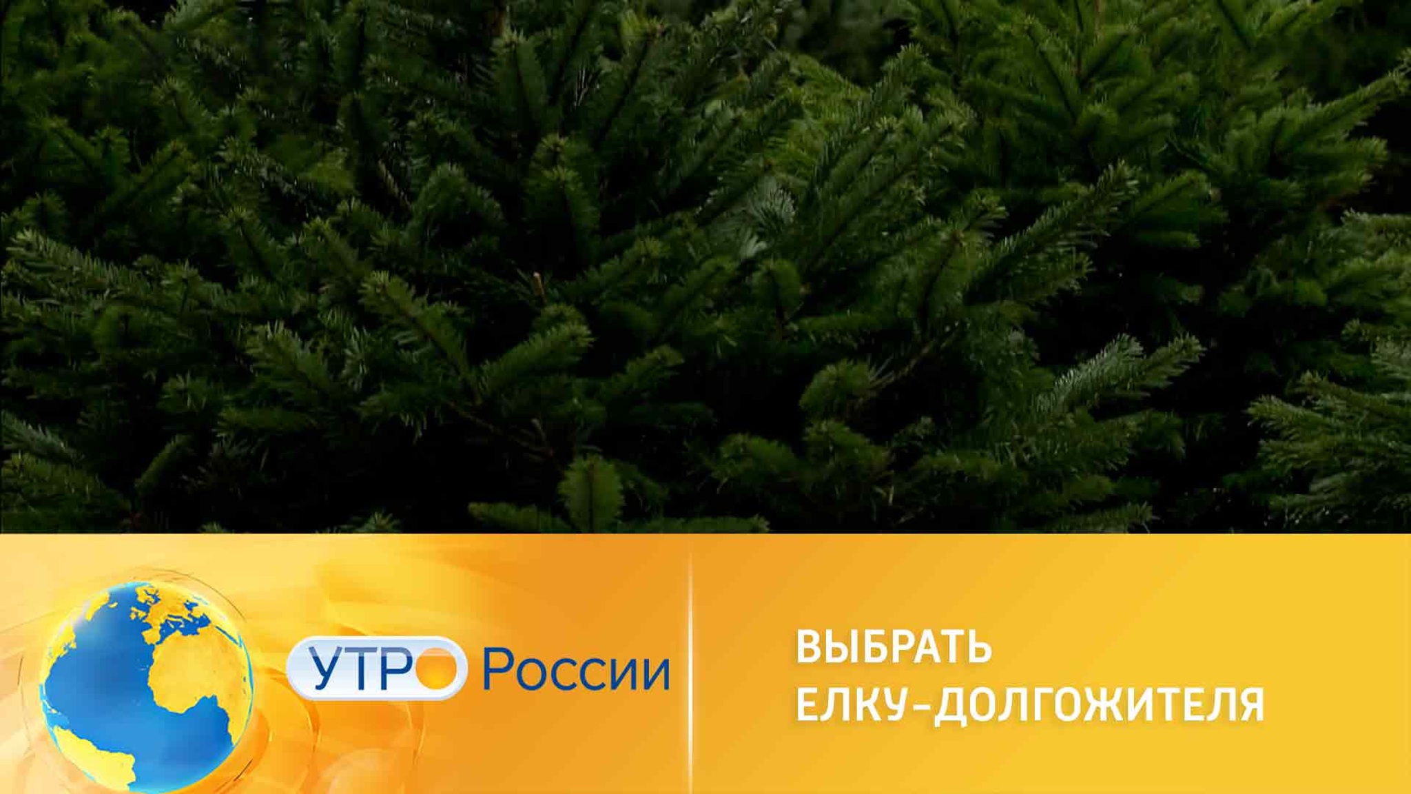 Как правильно ухаживать за живой новогодней елкой