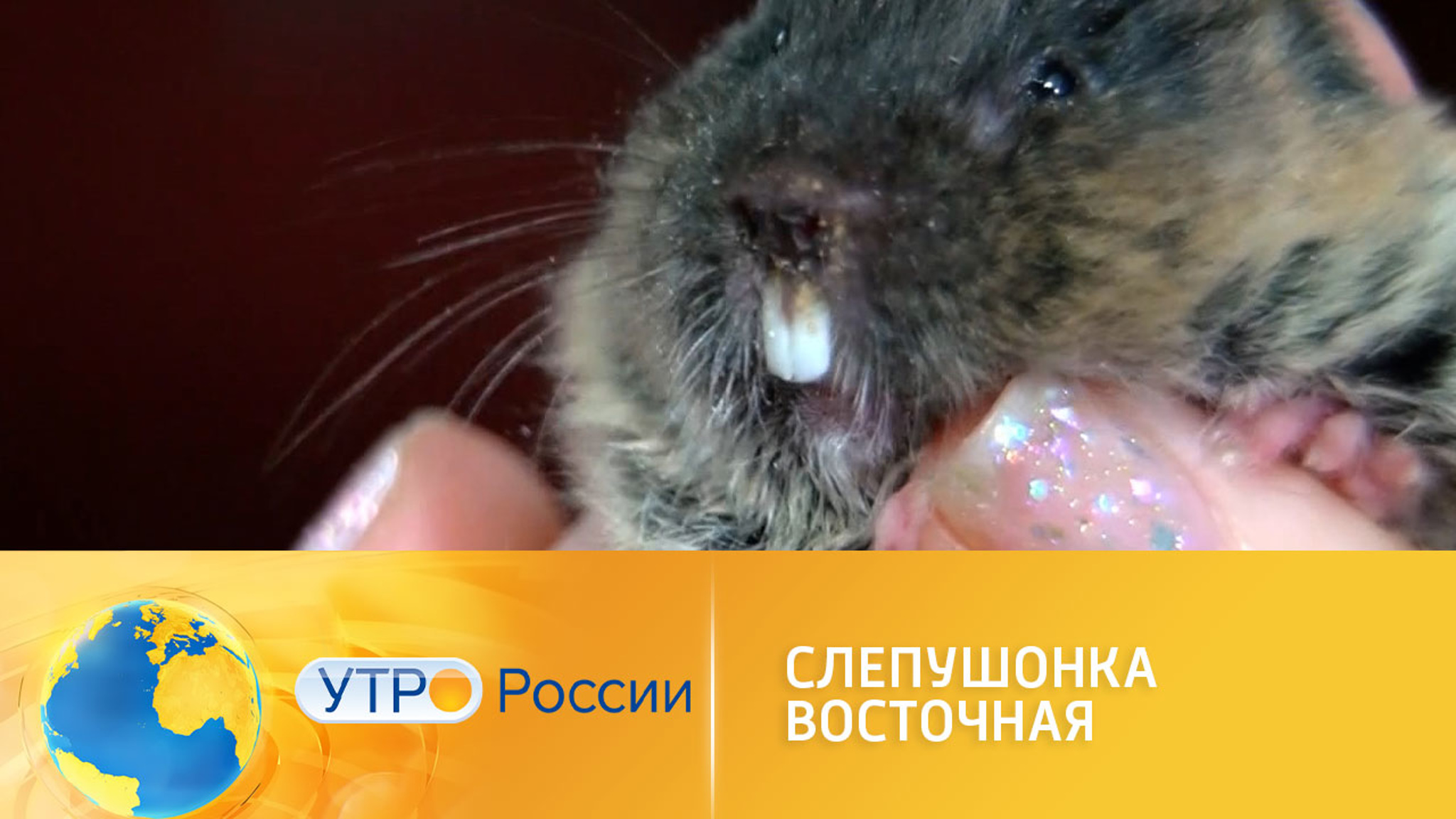 Слепушонки: как содержать их дома