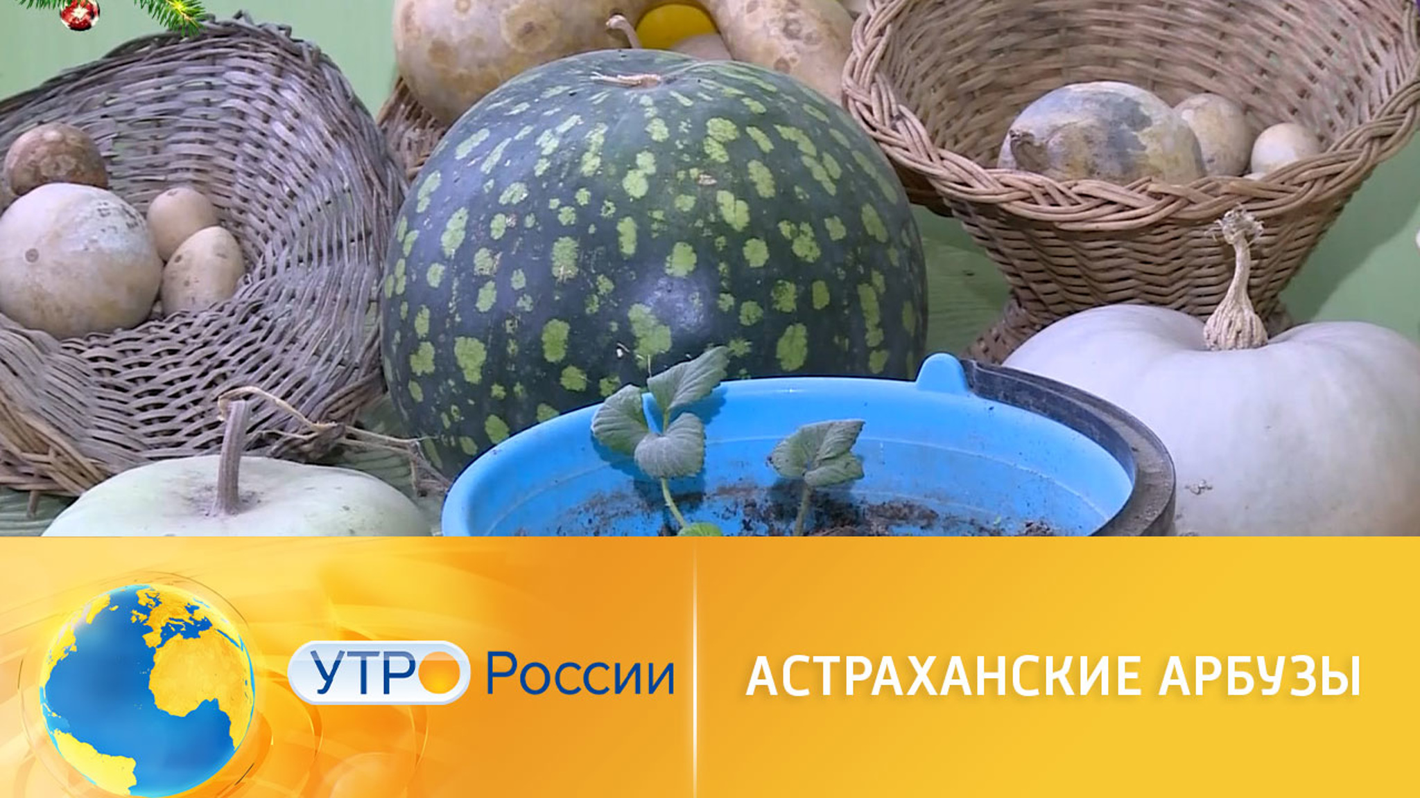 В Астрахани уже готовят семена арбузов