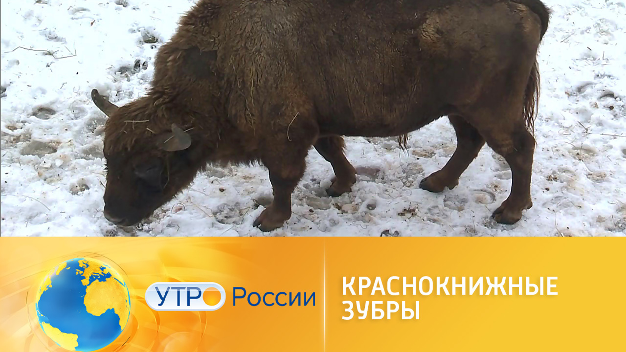В Ленобласти восстанавливают популяцию краснокнижных зубров