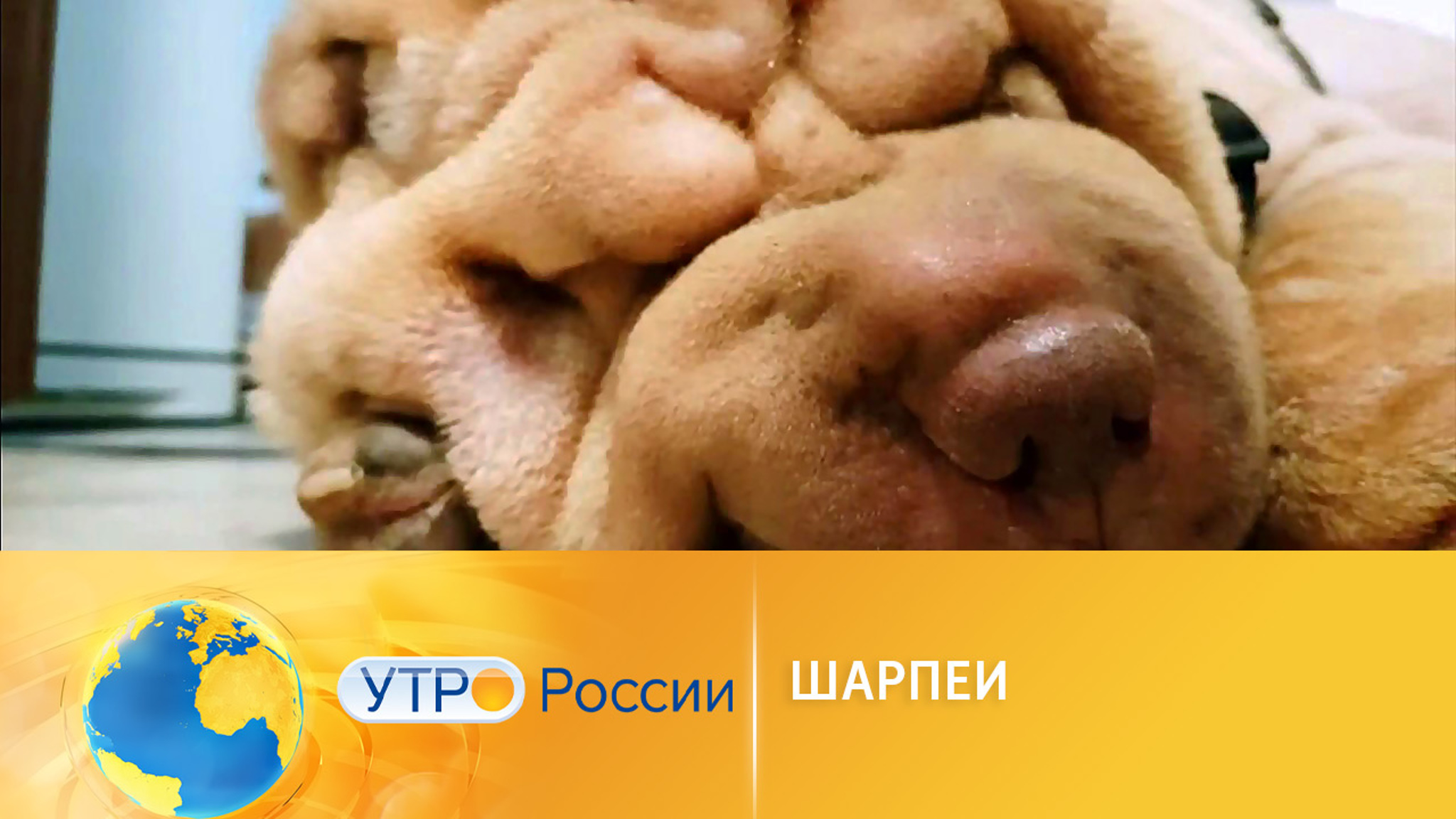 Стоит ли заводить шарпея: плюсы и минусы породы
