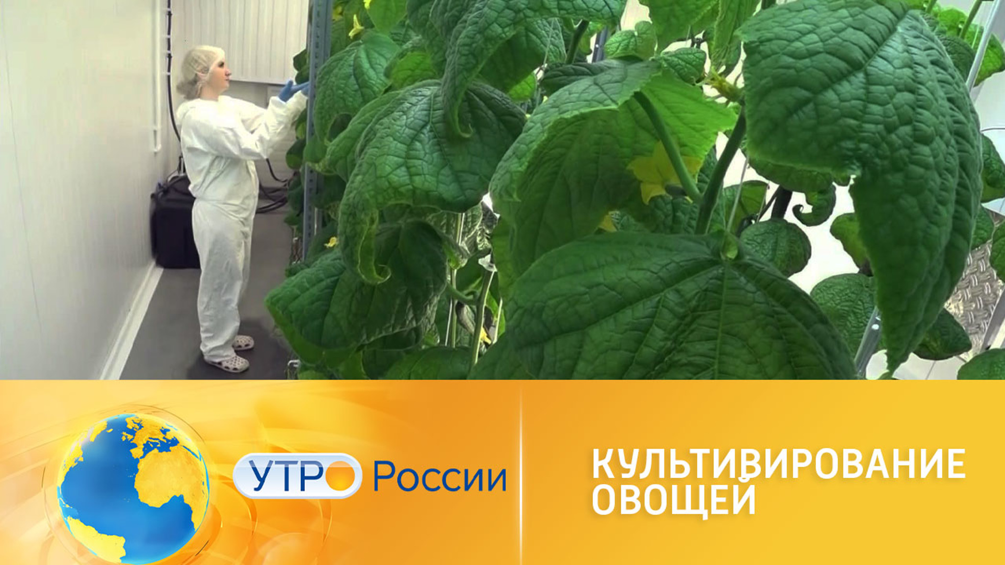 Свежие овощи зимой: секреты сибирских агрономов