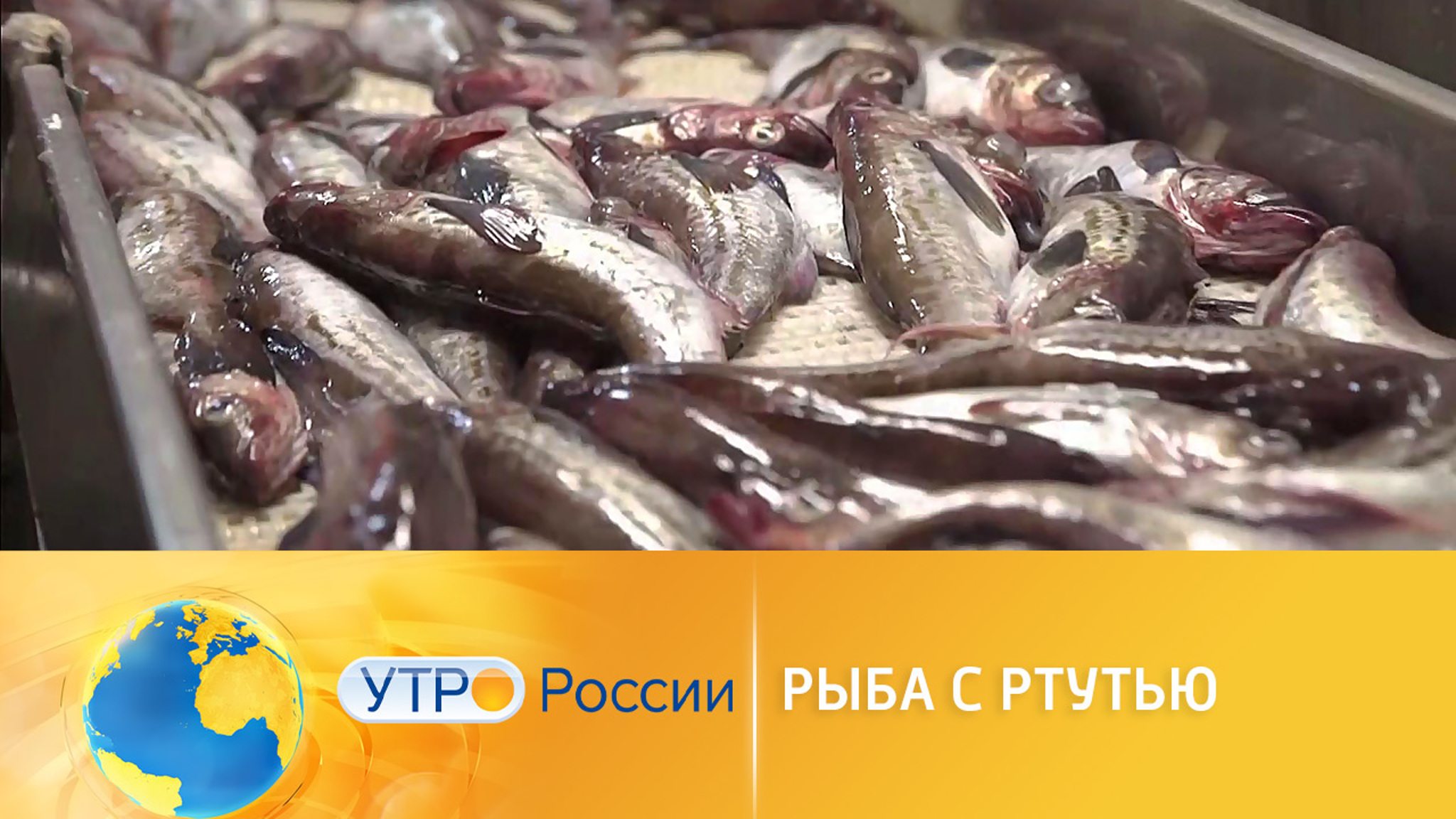 "Токсичный список": эксперты назвали виды рыб с высоким содержанием ртути