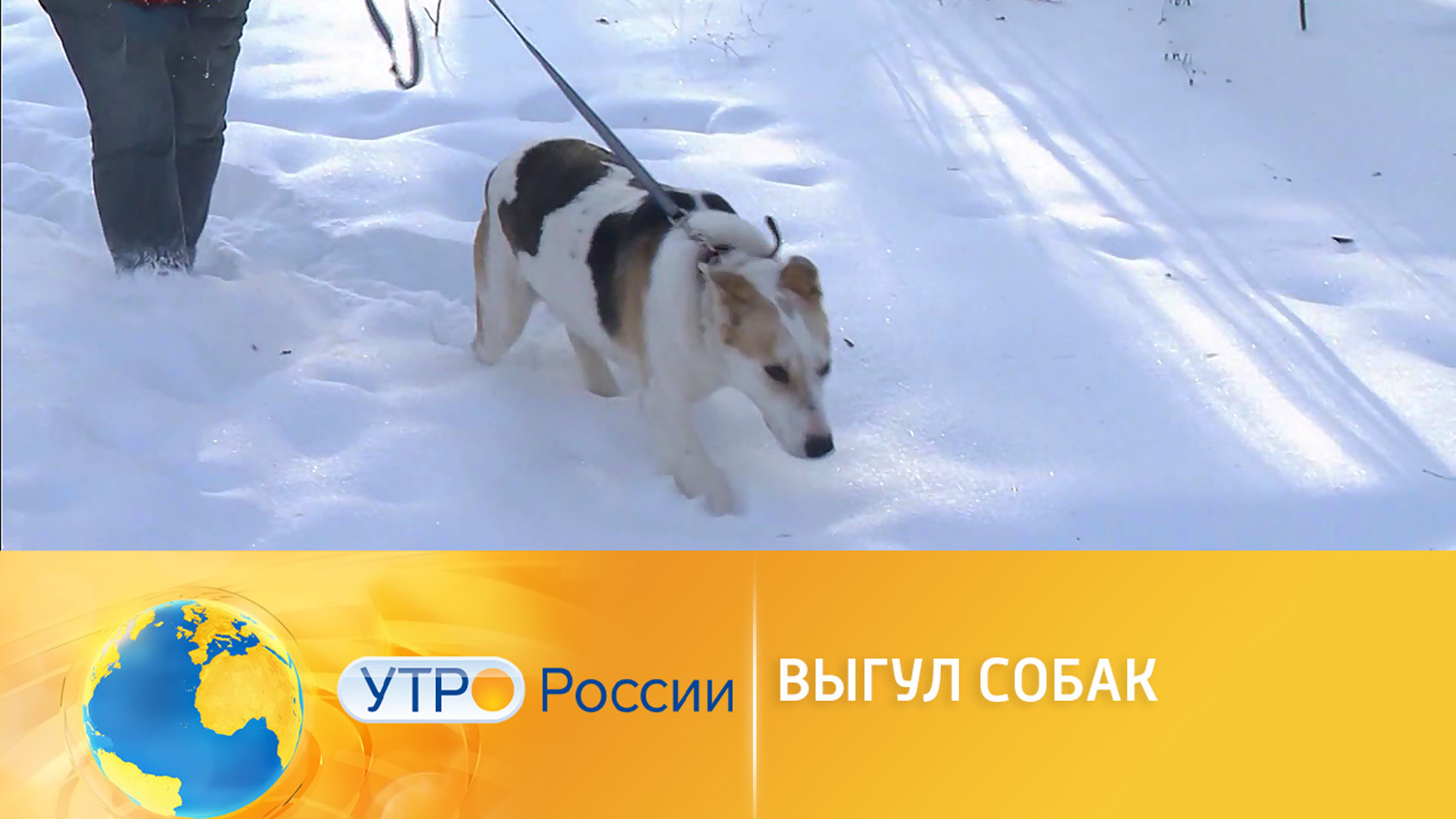 За несоблюдение правил выгула собак хотят ввести штрафы