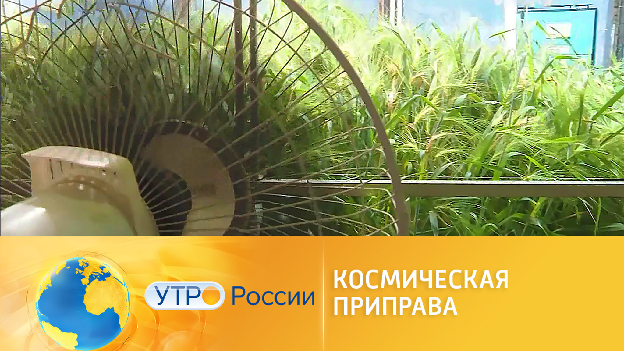 Пищевые добавки для покорителей космоса