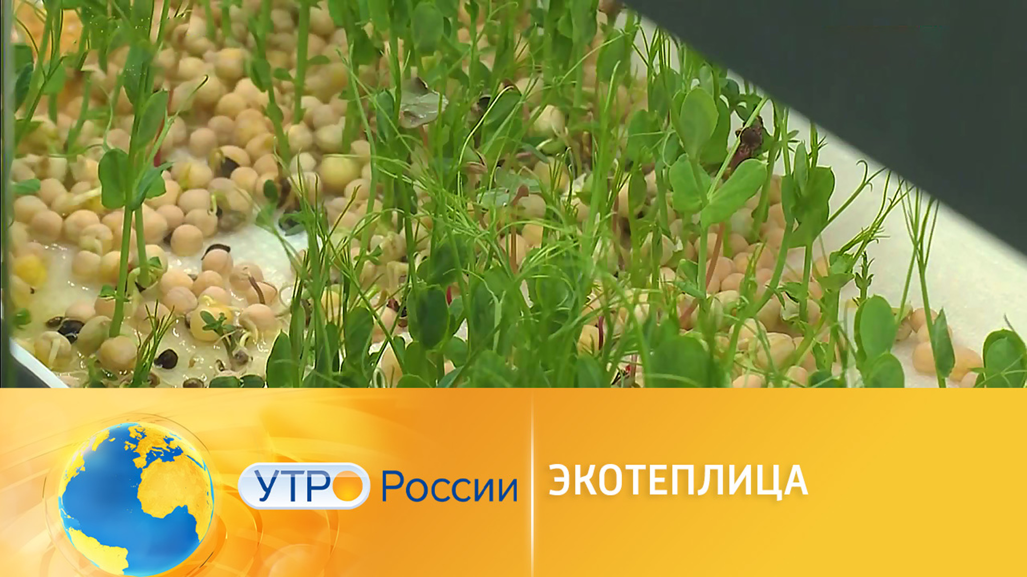 Можно ли цифровому разуму доверить сельское хозяйство