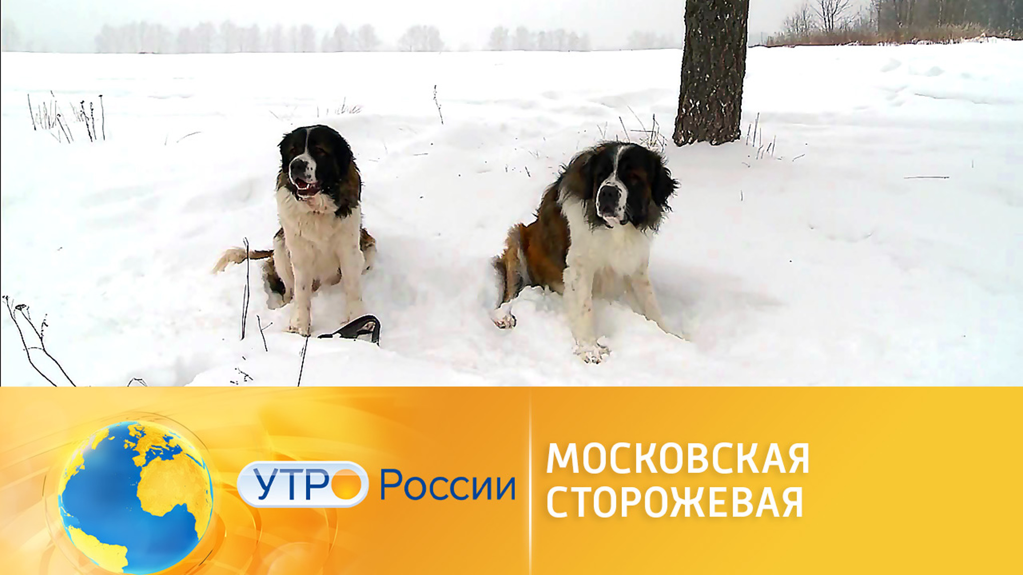 Как правильно содержать собаку породы московская сторожевая