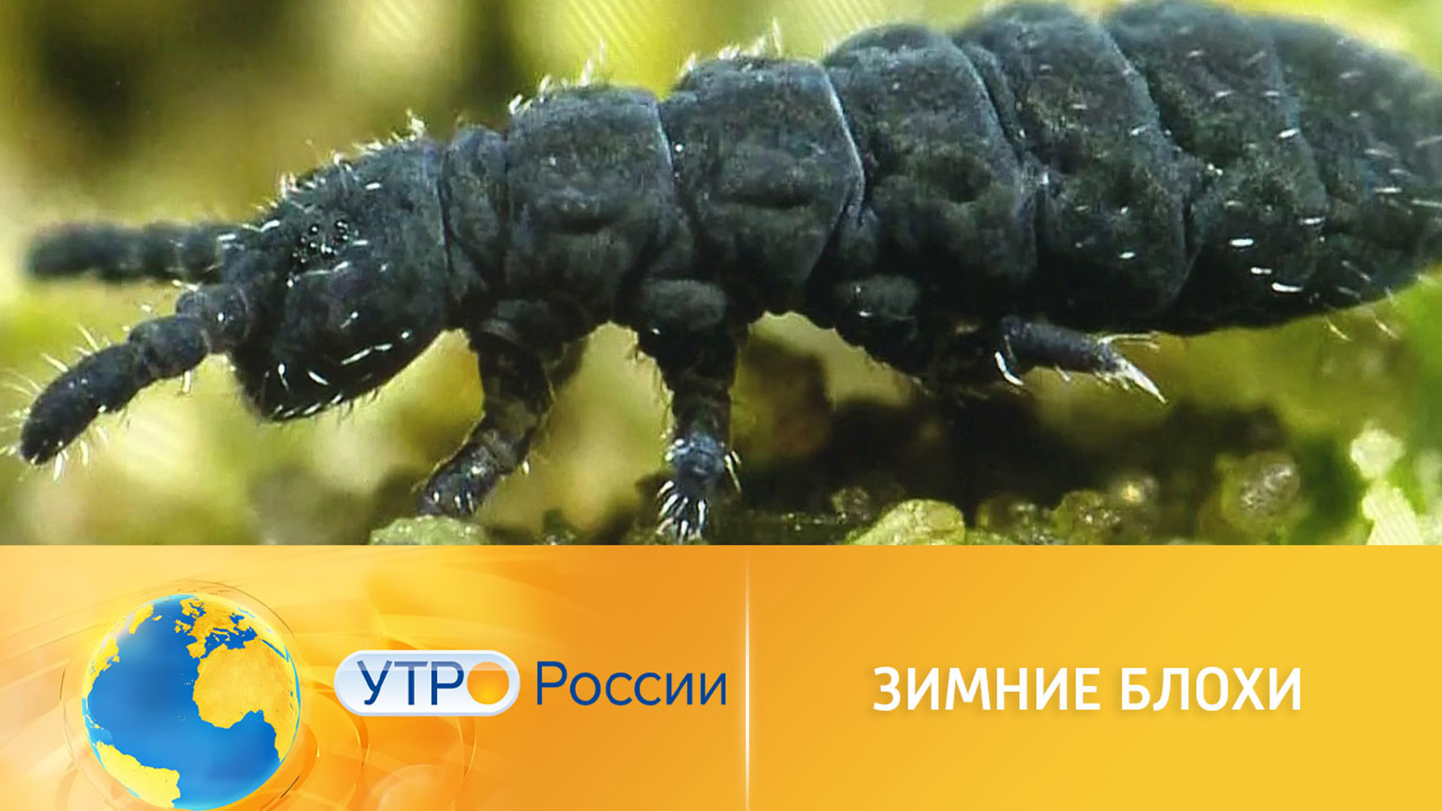 Неожиданные встречи: морозостойкие насекомые