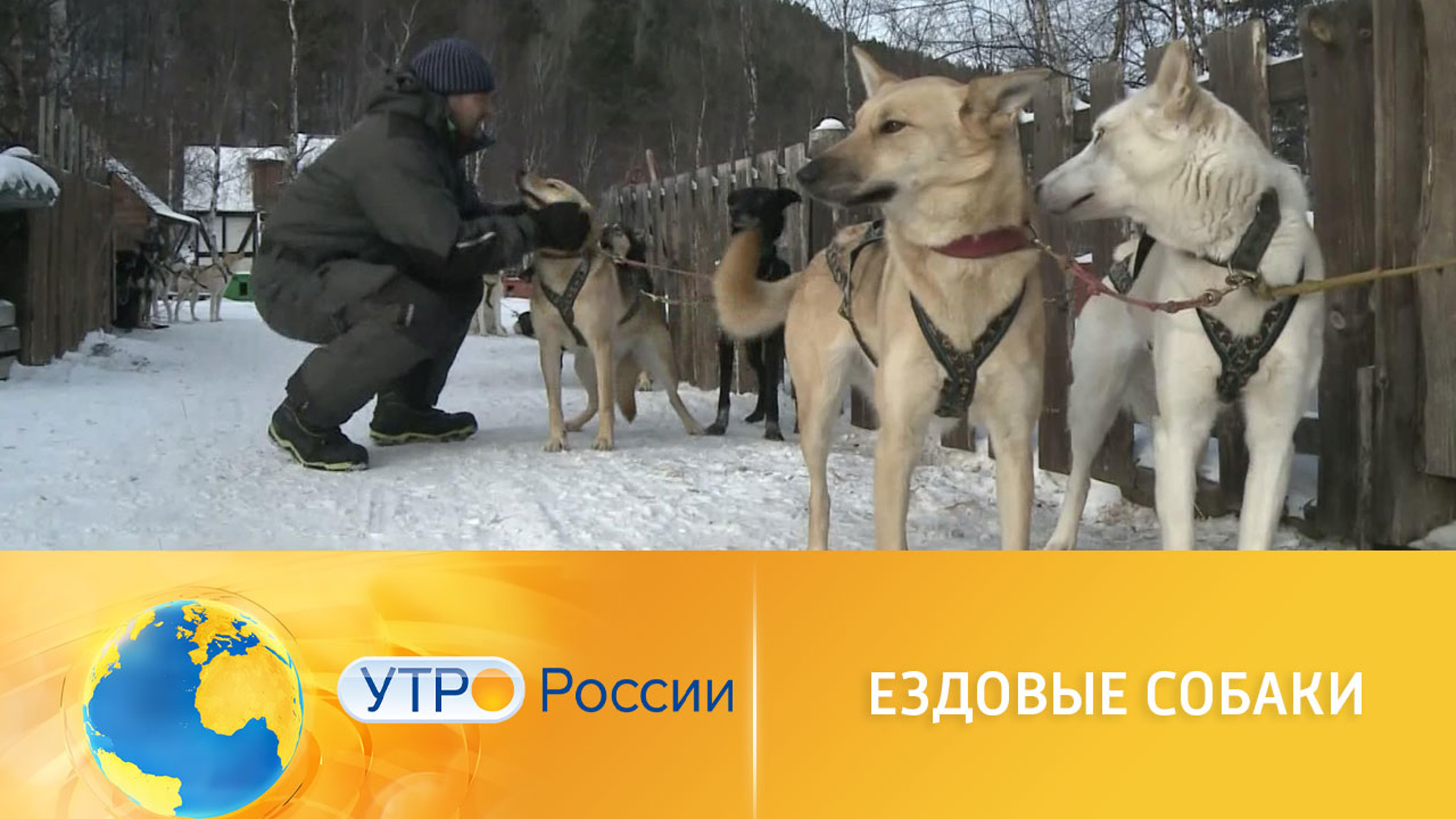 Байкальские ездовые собаки признаны частью местной экосистемы