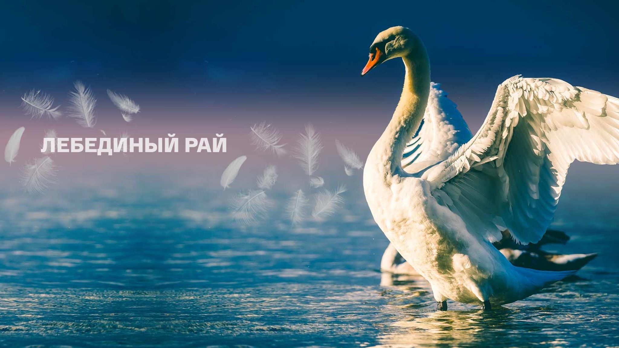Лебединый рай