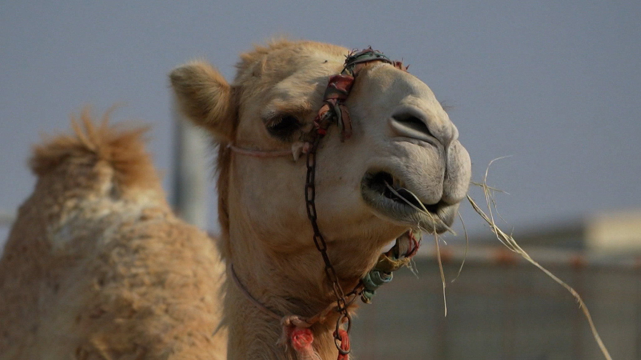 Как вакцинировались ОАЭ