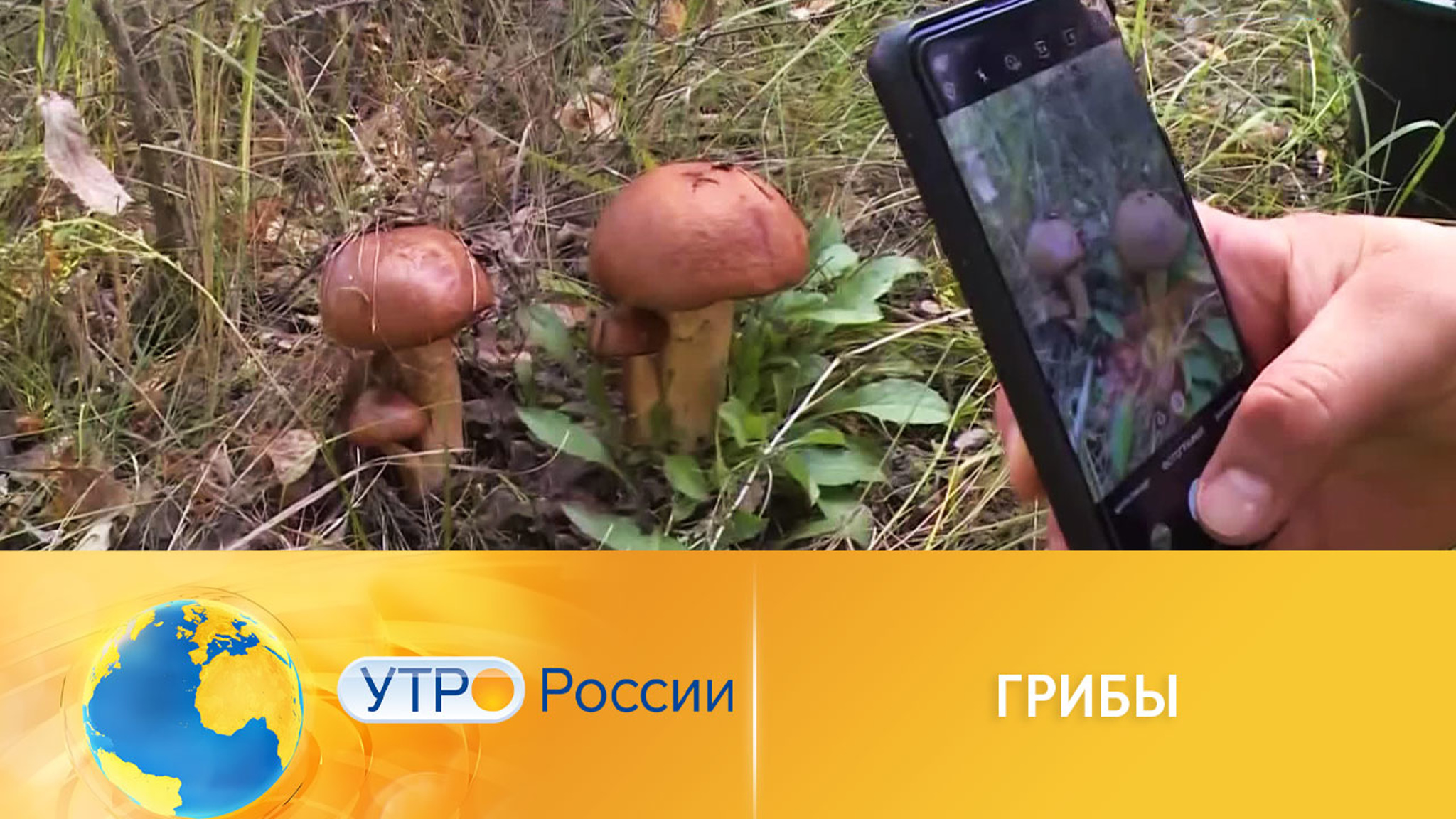 Ученые провели первую перепись грибов