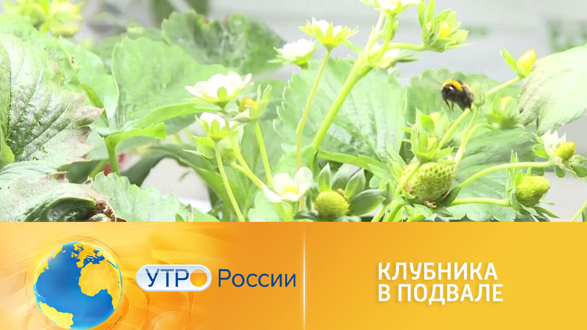 В подвале жилого дома в Иркутске выращивают клубнику