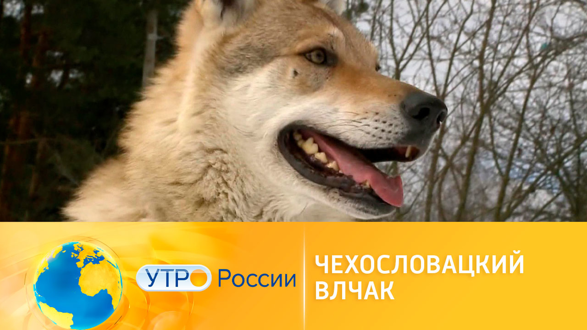 Чехословацкий влчак: все о собаке с внешностью волка