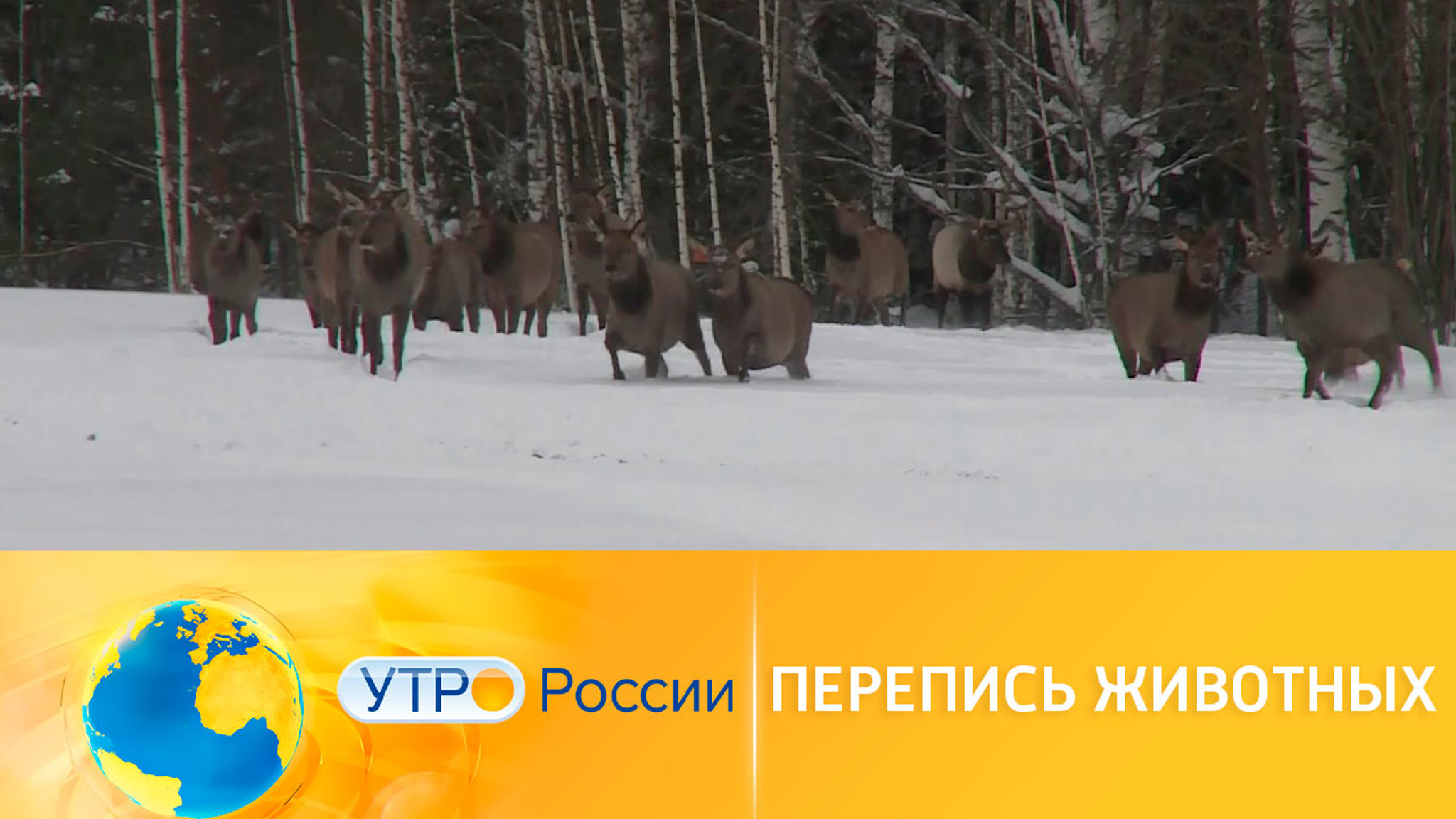 В Нижегородской области пересчитают диких животных