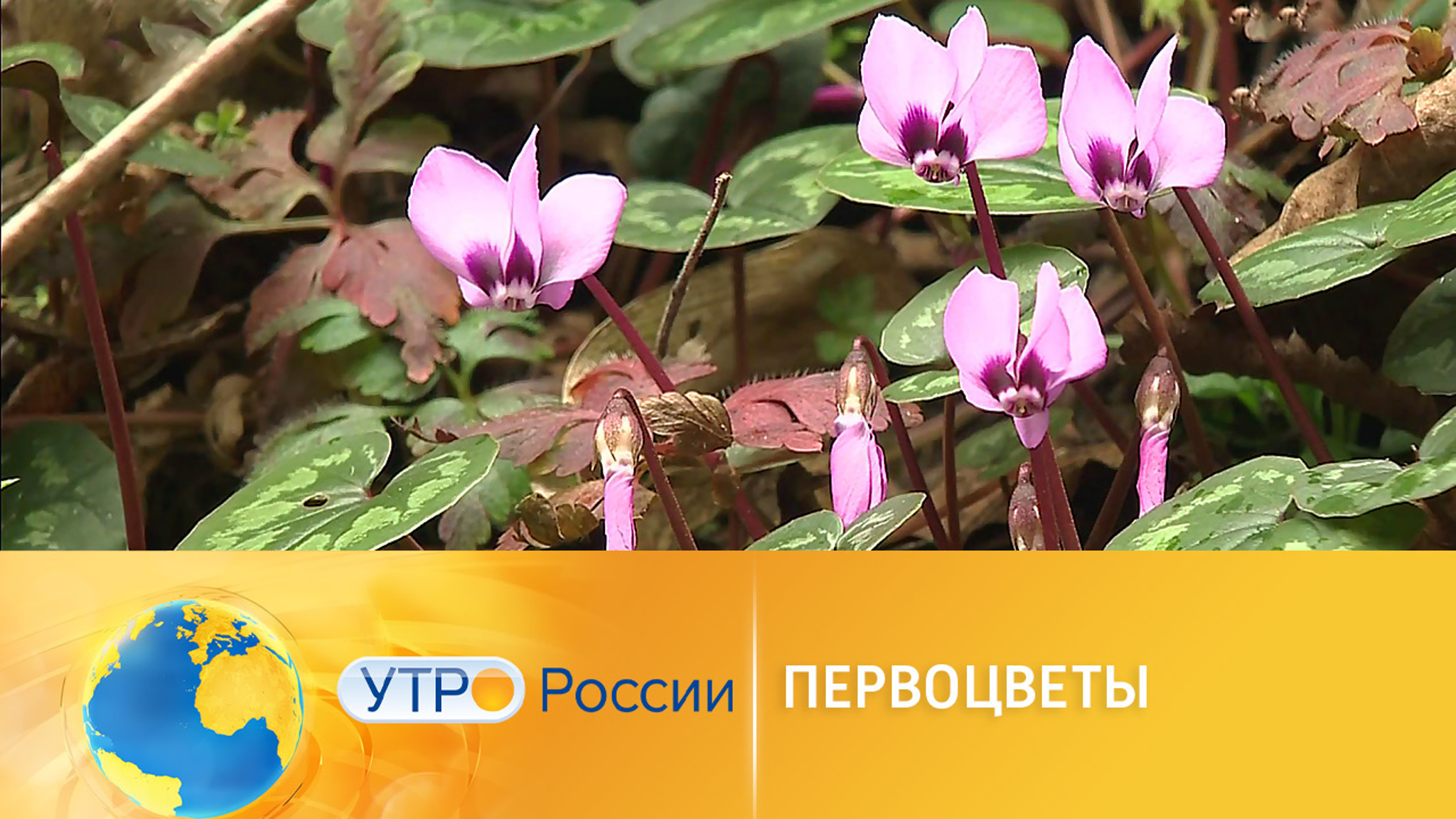 Краснокнижные растения Сочи оказались под угрозой