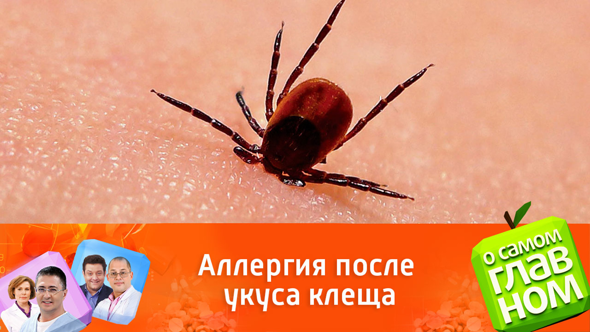 Какую аллергию может спровоцировать укус клеща