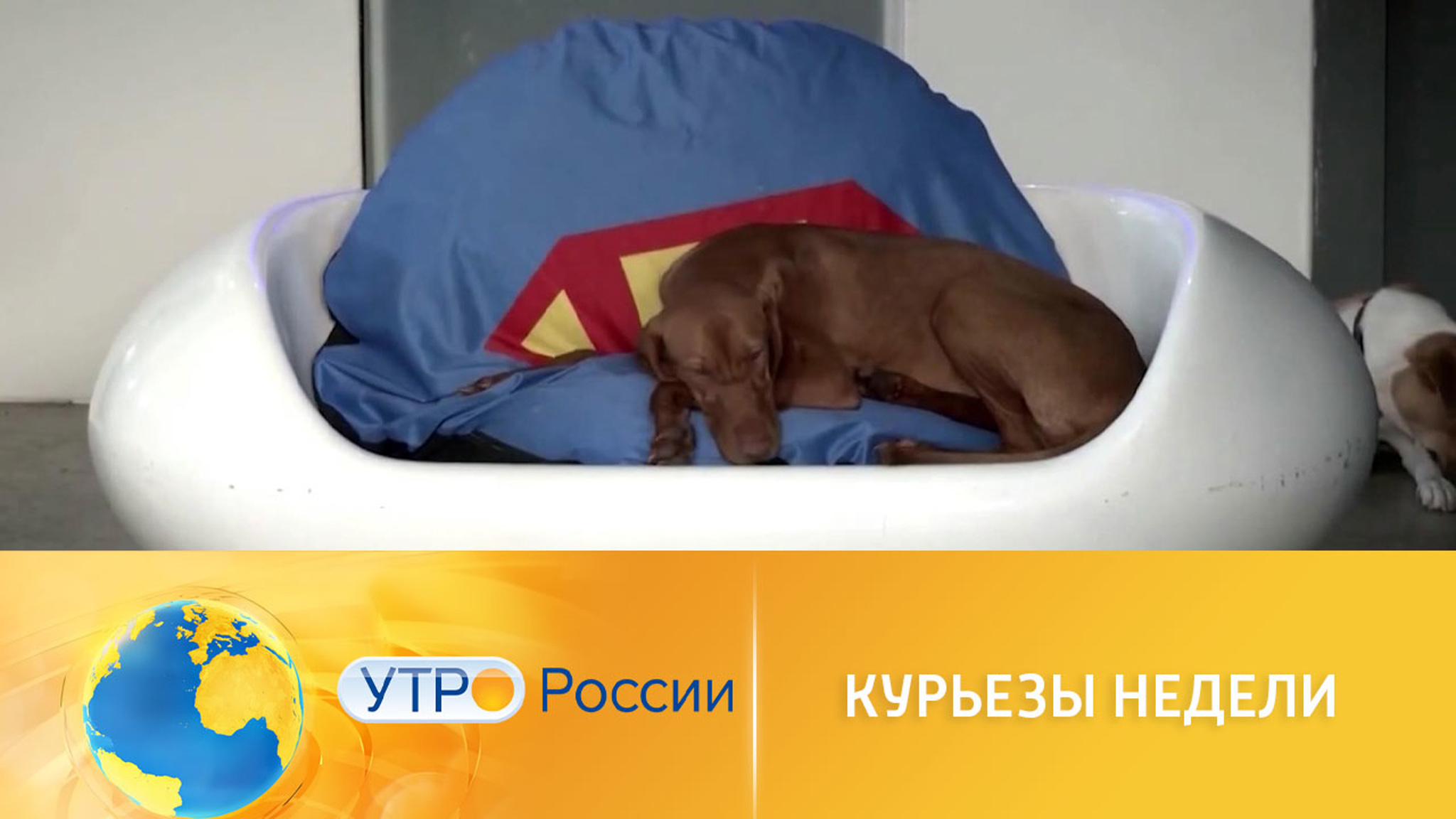 Курьезы недели