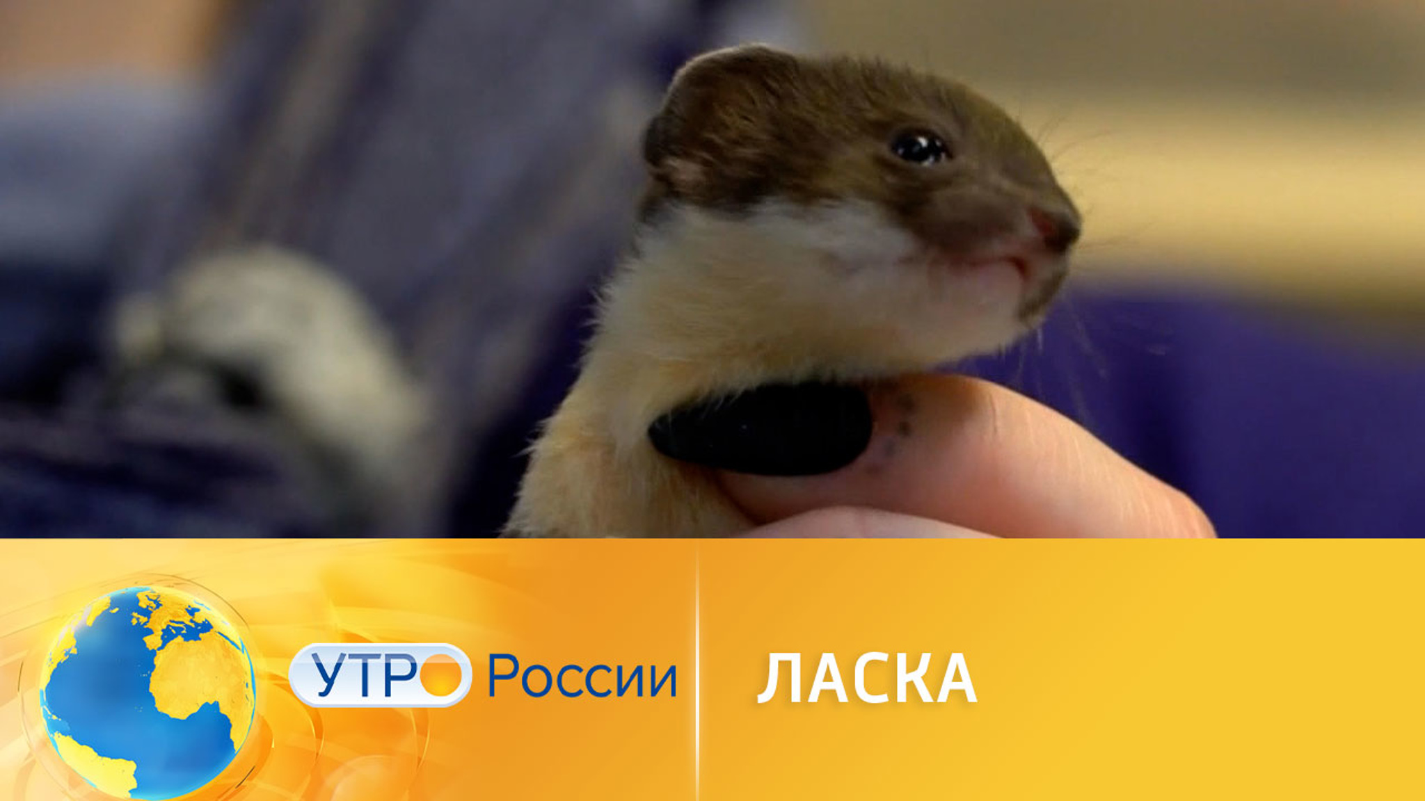 Ласка: чем привлекателен самый маленький хищник в мире