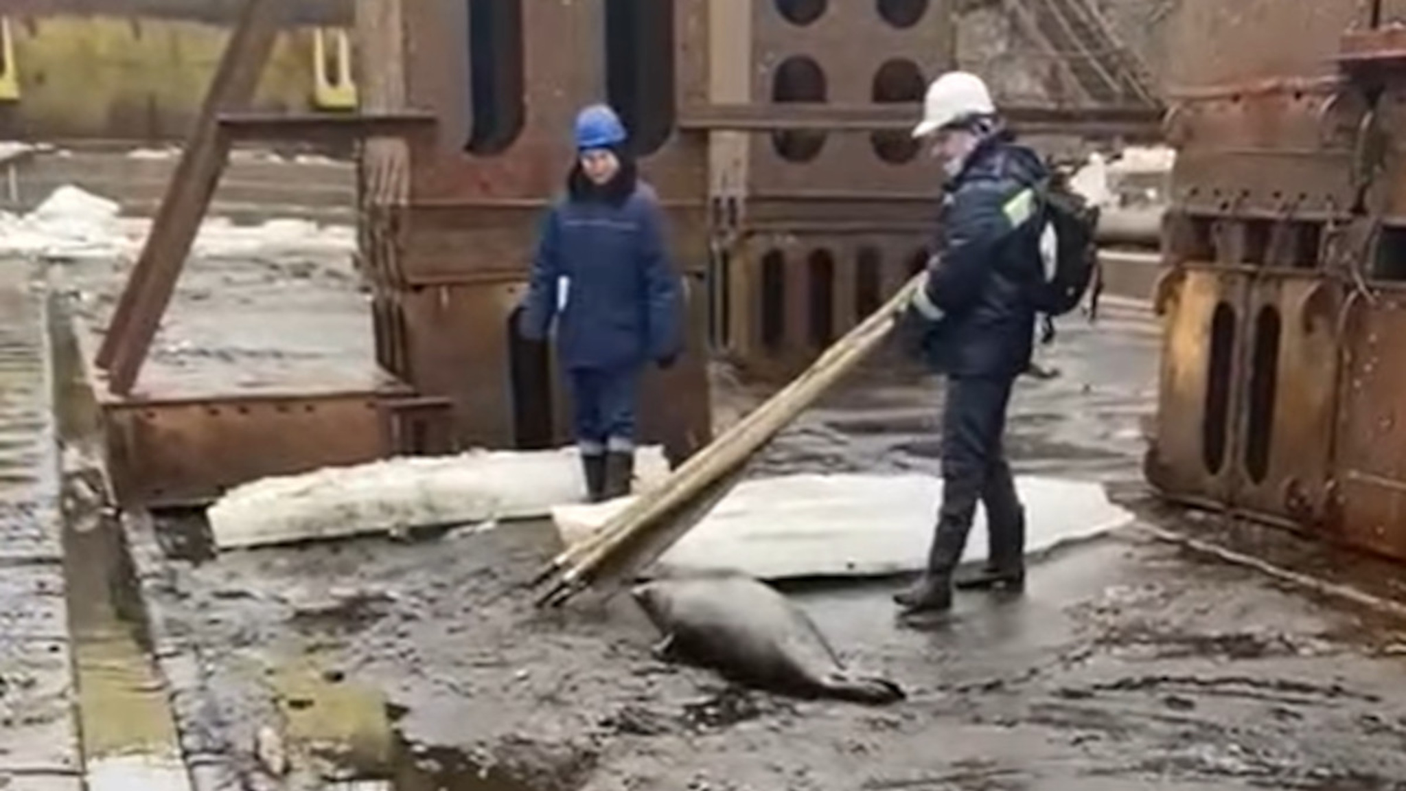 Кадры спасения тюленя в Приморье попали на видео