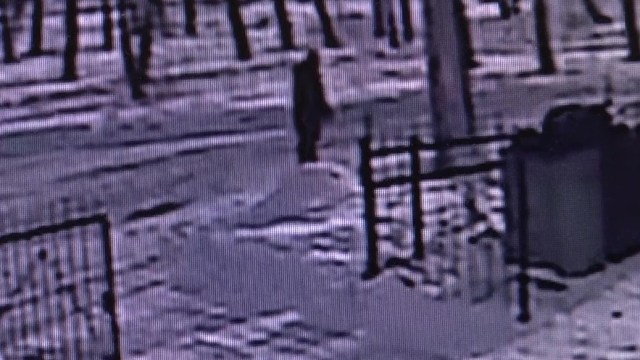 Жители новосибрского села винят догхантеров в массовой гибели собак