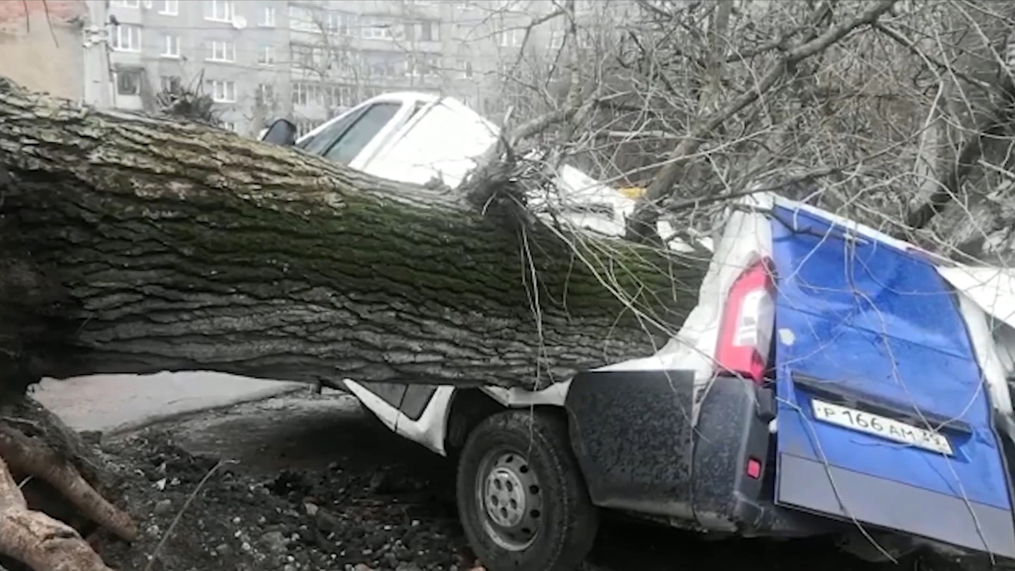 В Калининграде упавший тополь повредил несколько машин