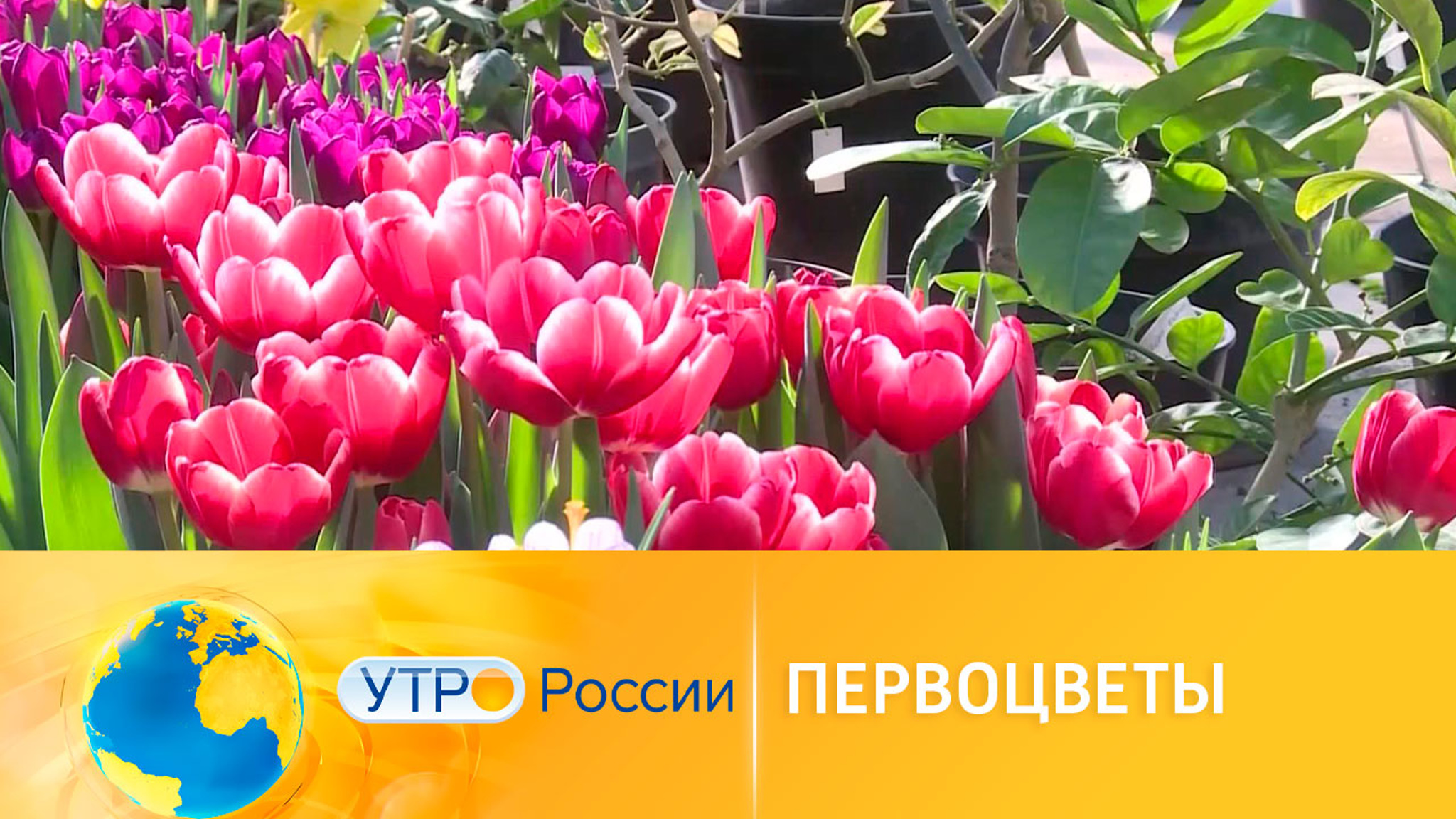В ботаническом саду Волгограда распустились первоцветы