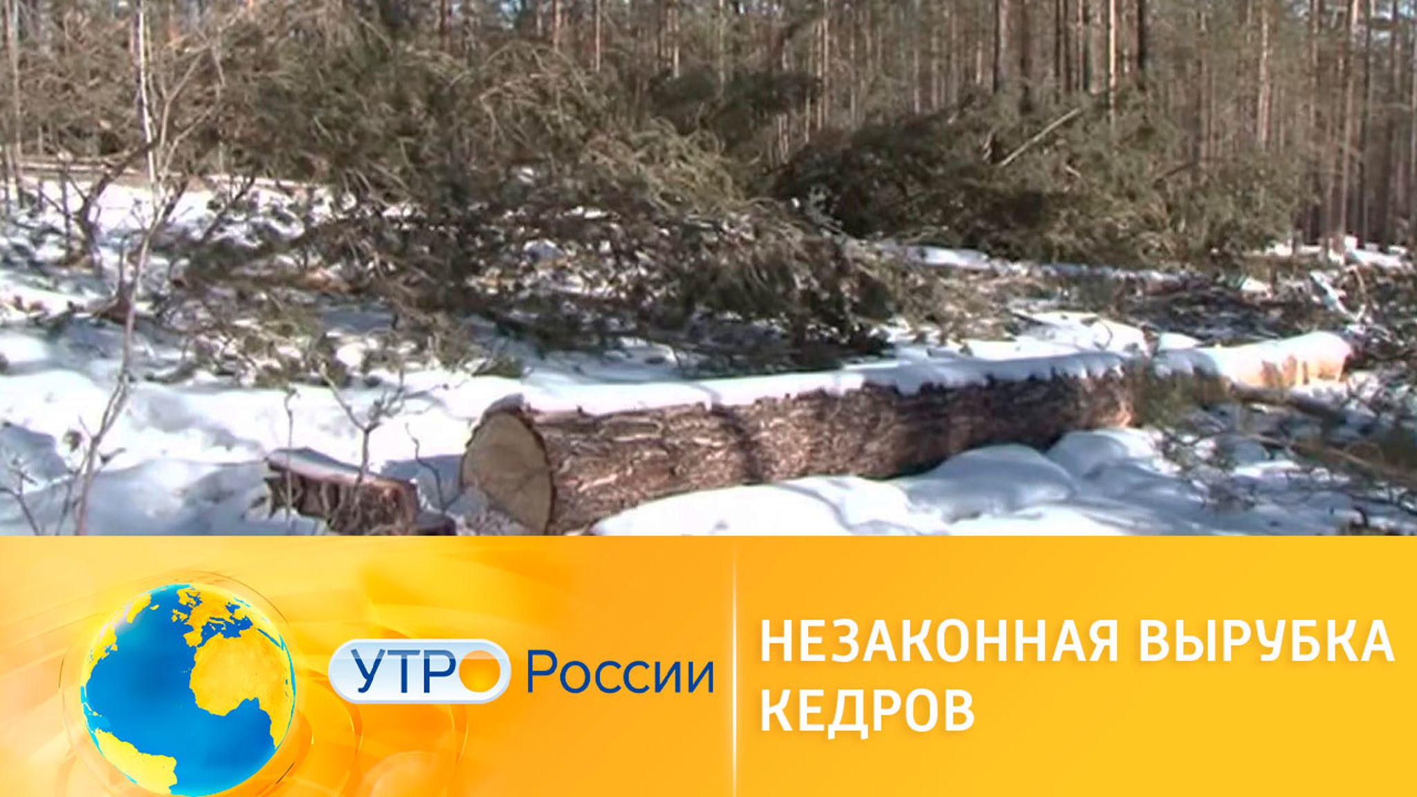 Незаконная вырубка лесов: как защитить природу