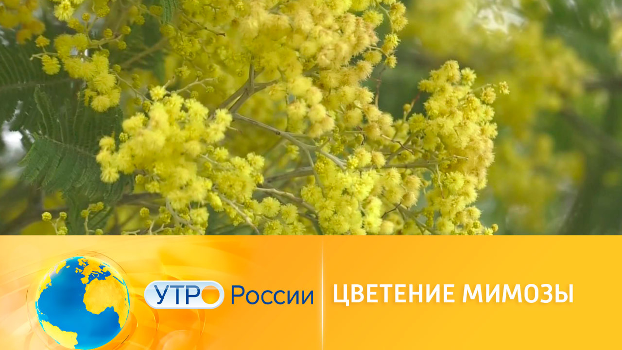 Весеннее настроение: мимозы к 8 марта порадуют женщин
