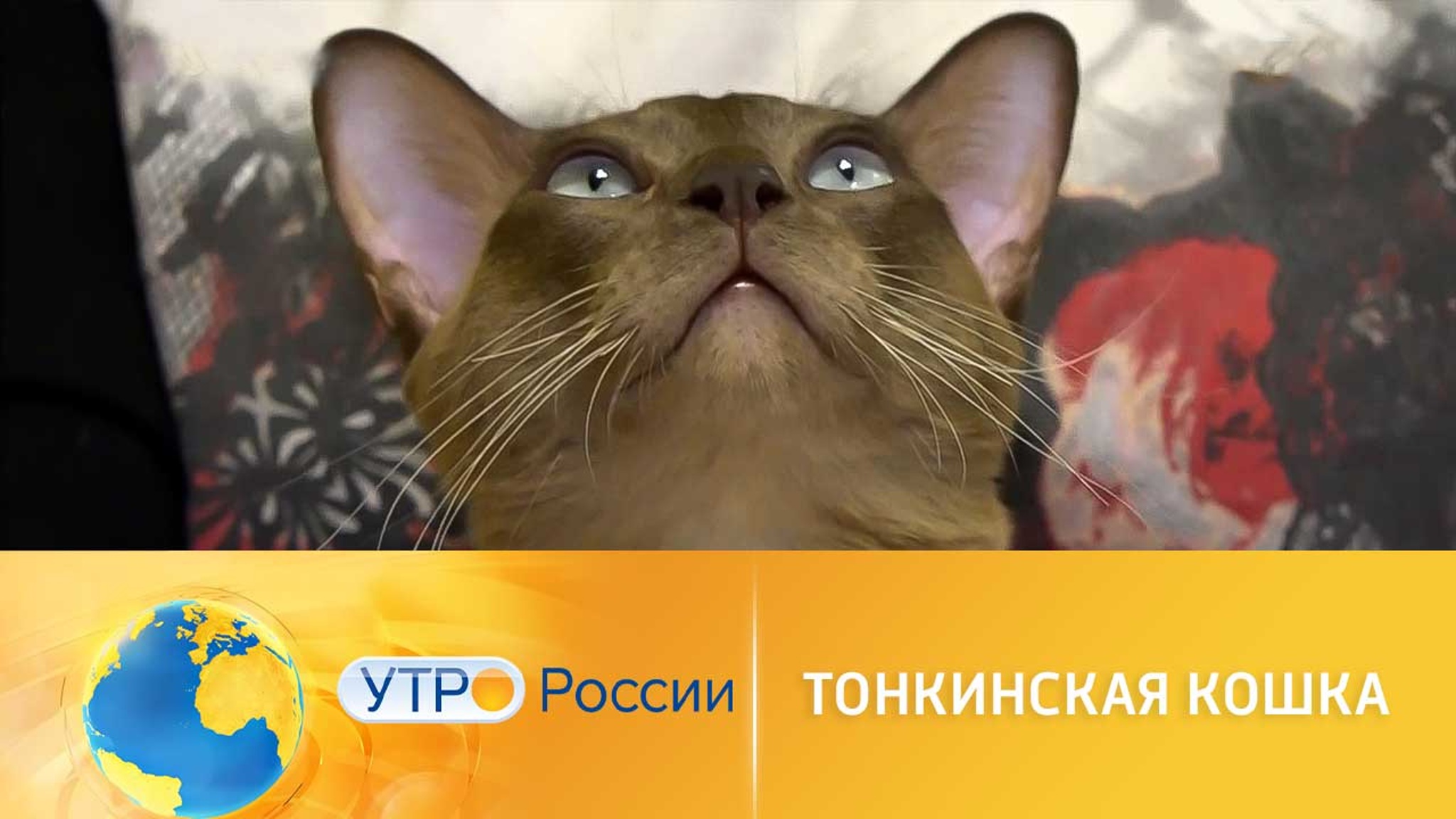 Все о тонкинской кошке: характер и условия содержания