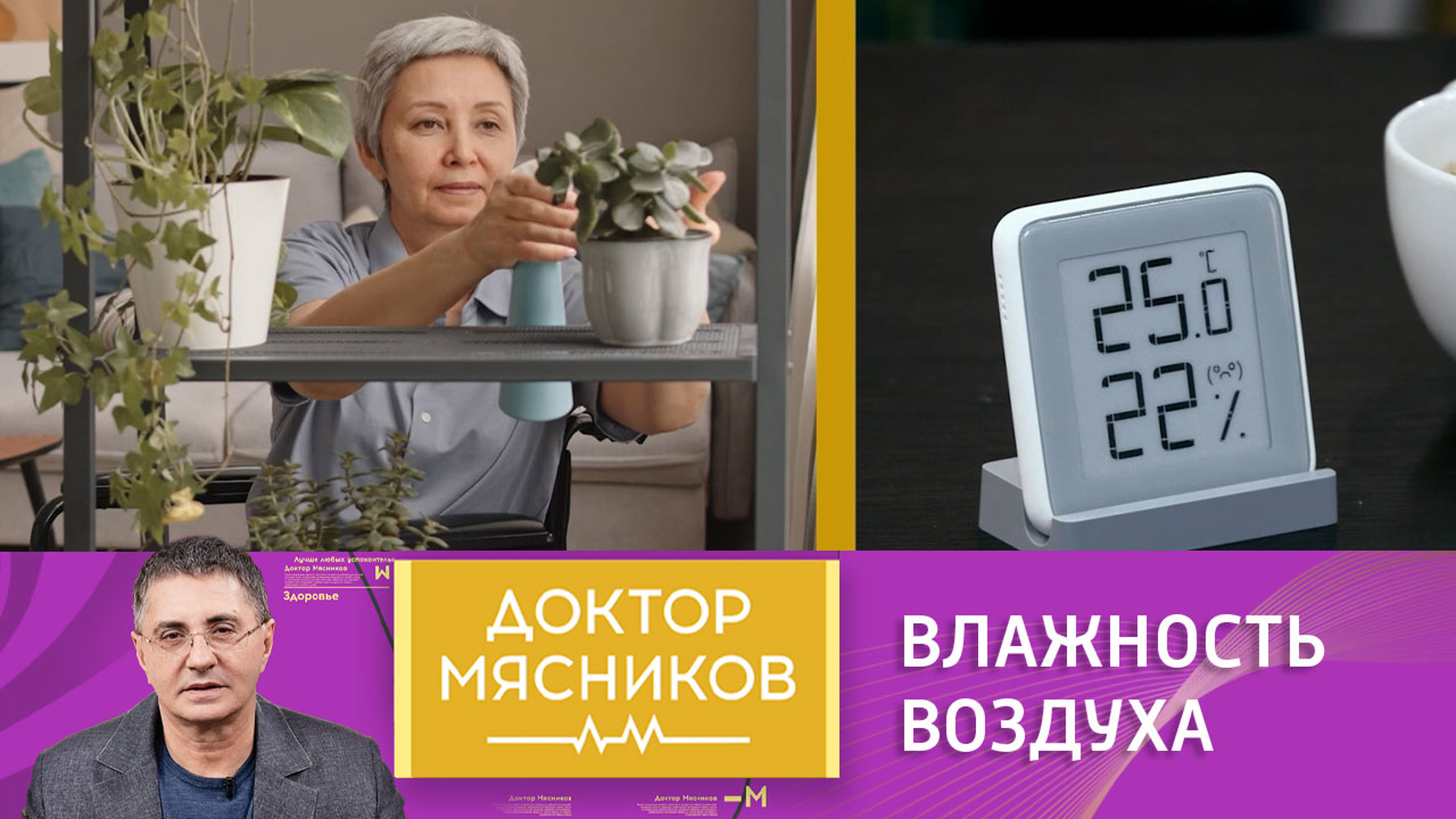 Чем в сезон простуд может помочь лесная шишка