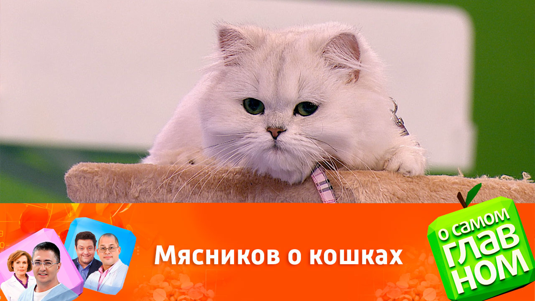 Как кошки могут улучшить здоровье