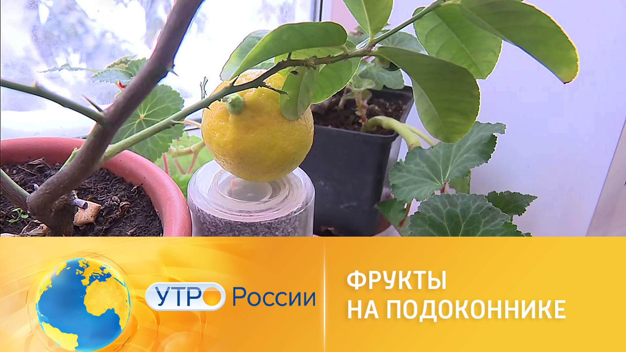 Секреты выращивания фруктов на подоконнике