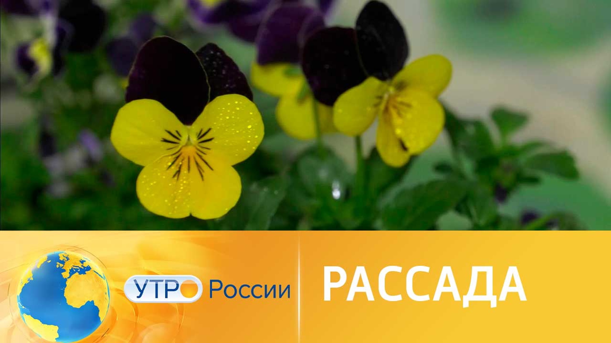 Как вырастить крепкую и сильную рассаду для огорода