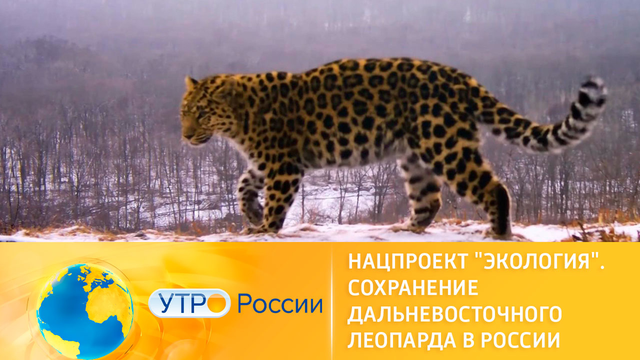 Нацпроект "Экология". Сохранение дальневосточного леопарда в России