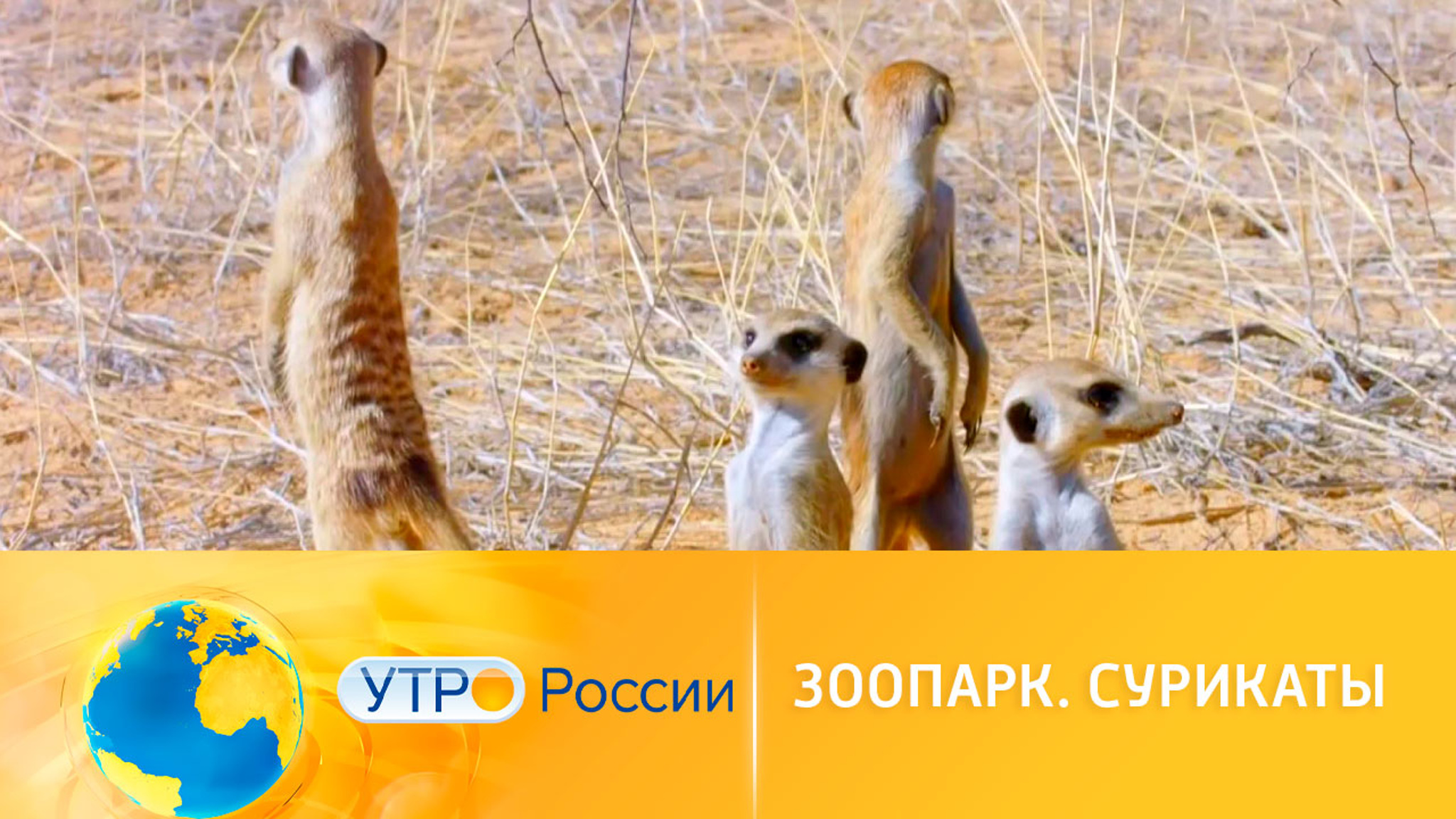 Сурикаты могли бы стать терапевтами