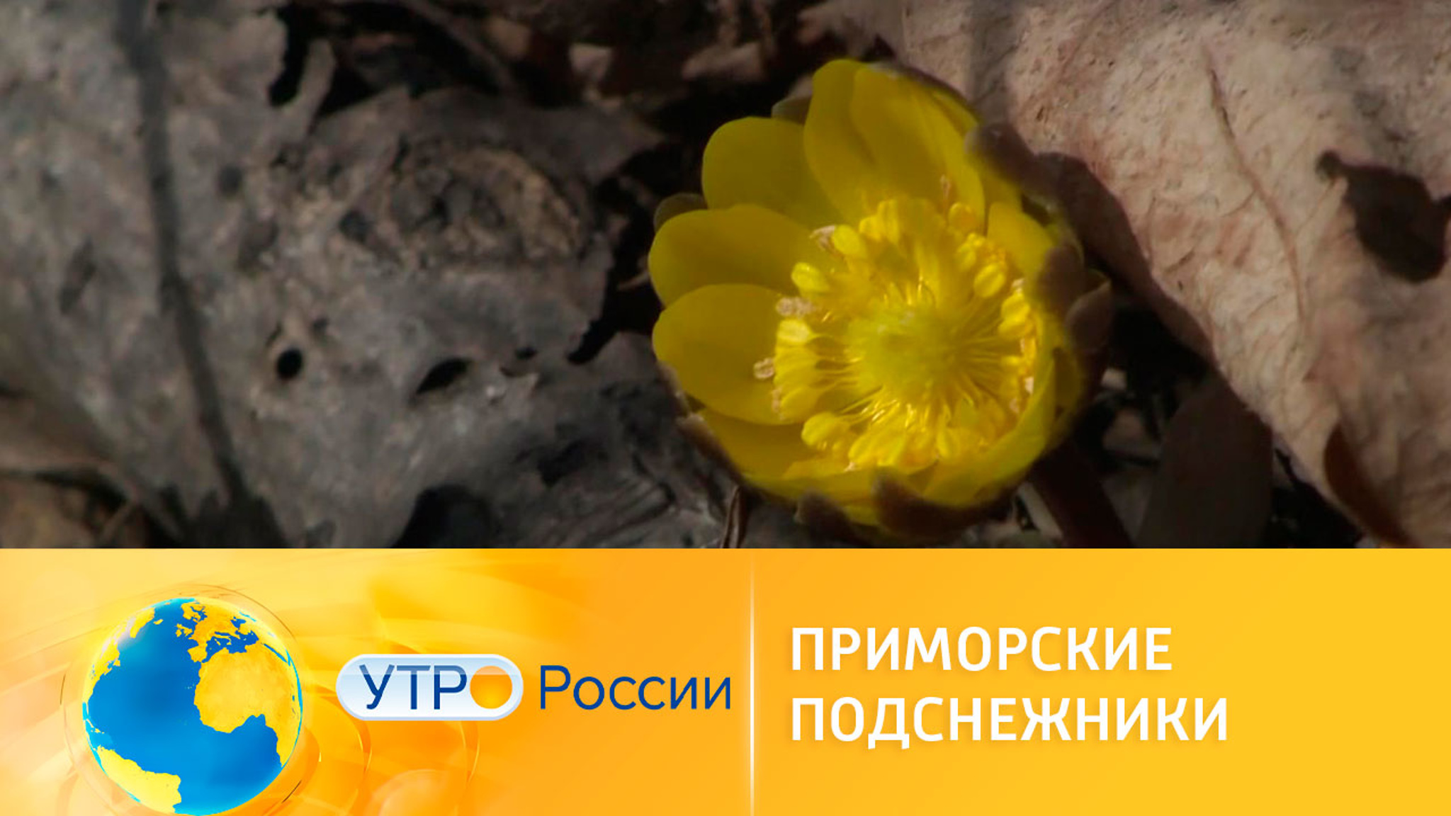 В Приморье появились первые подснежники