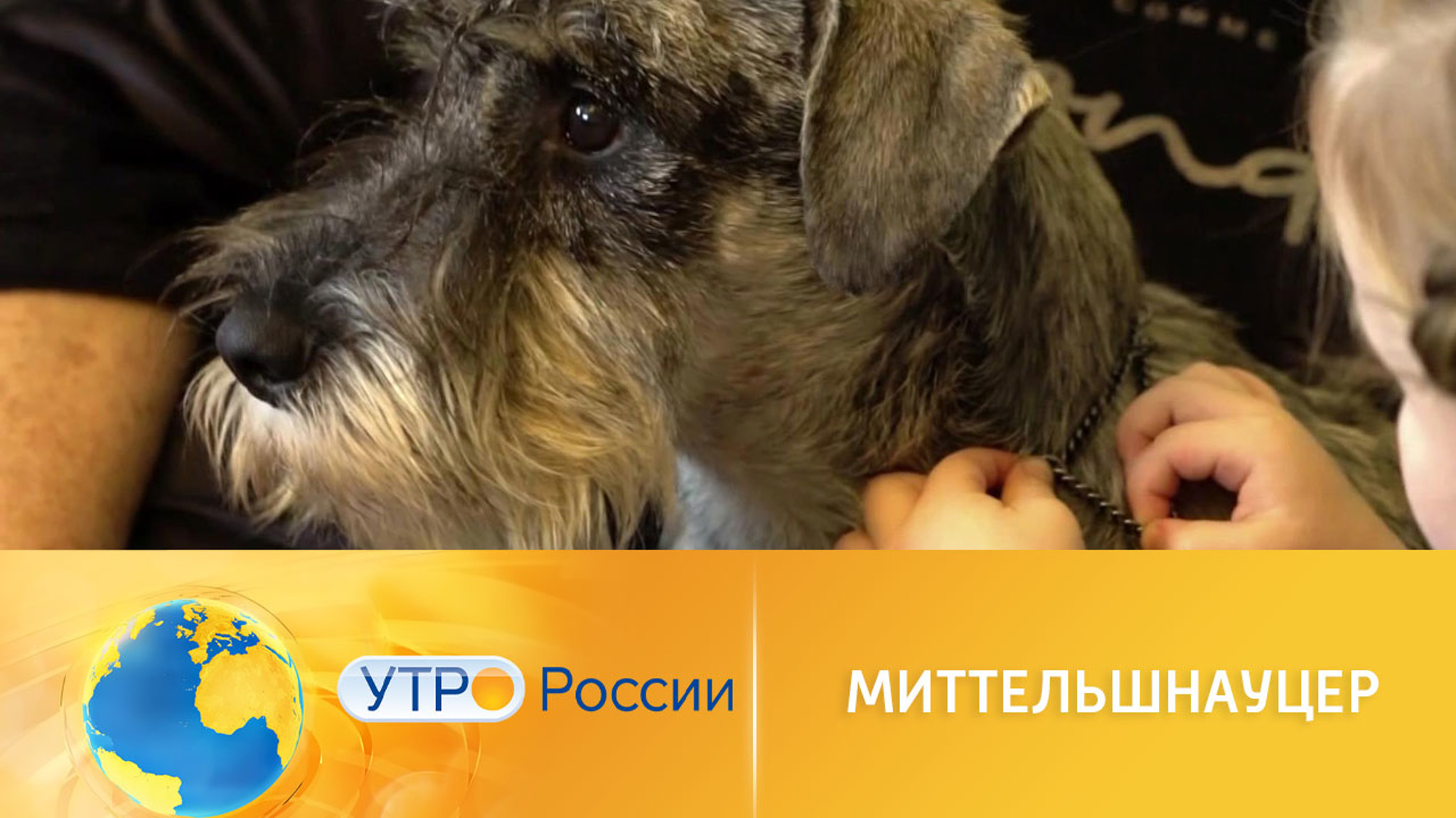 Интересные факты о миттельшнауцерах