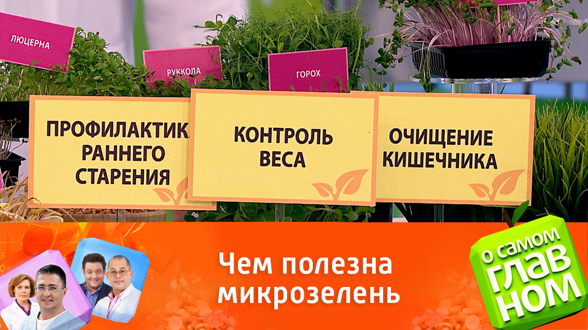 Чем полезна микрозелень для организма человека
