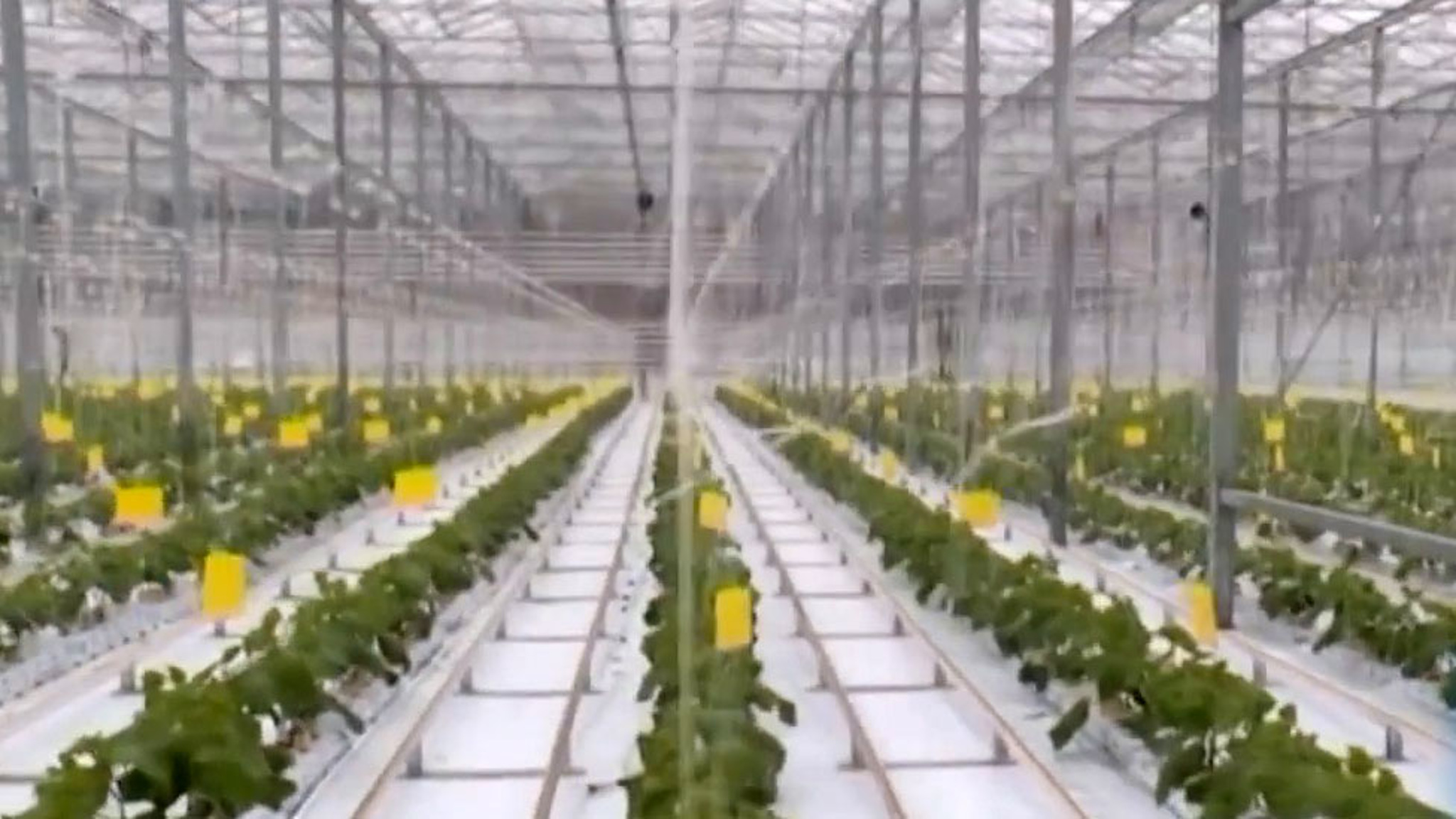 На Ставрополье занимаются вопросом импортозамещением продуктов