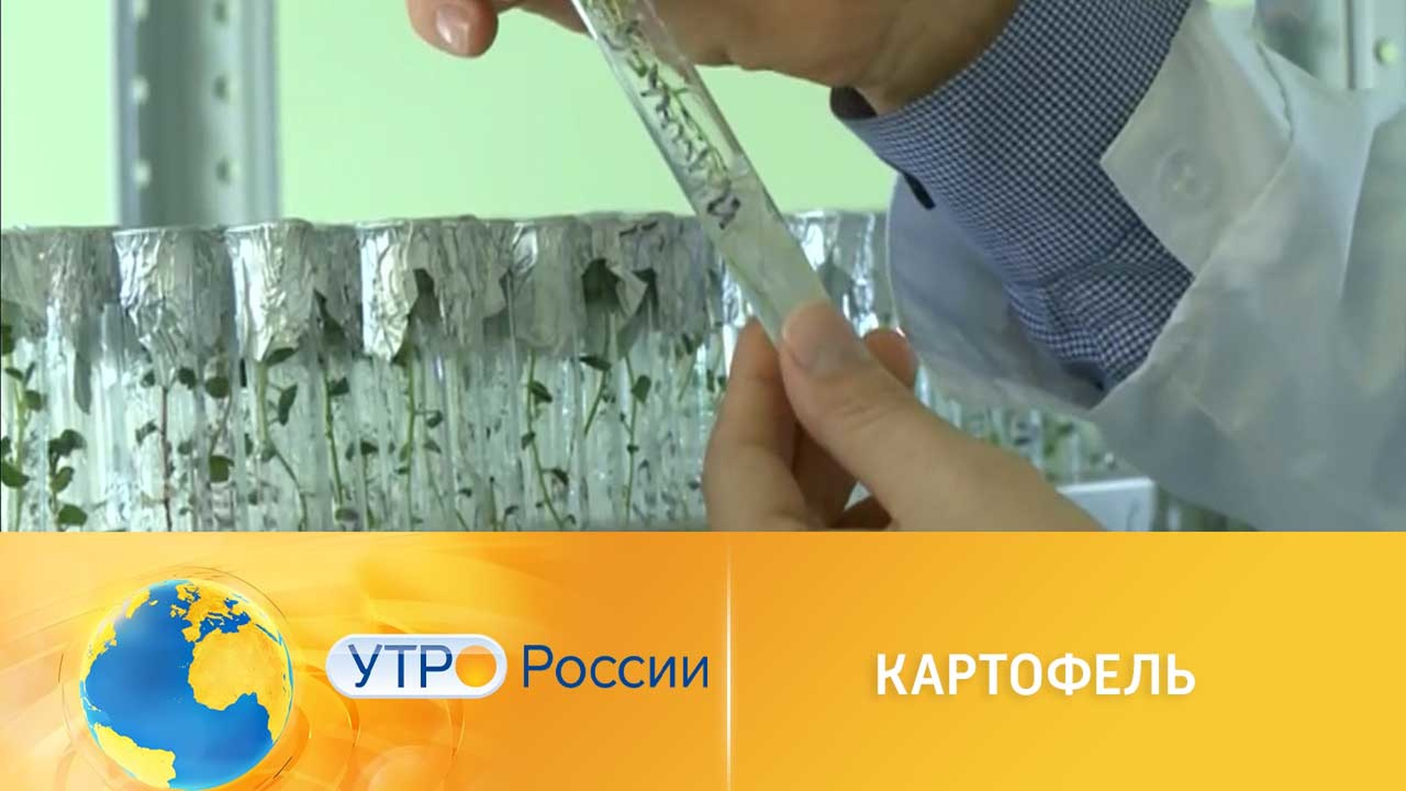 Богатый урожай картофеля