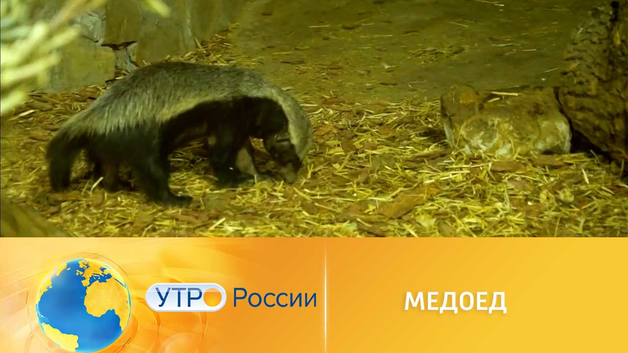 Как живет африканский медоед в Москве
