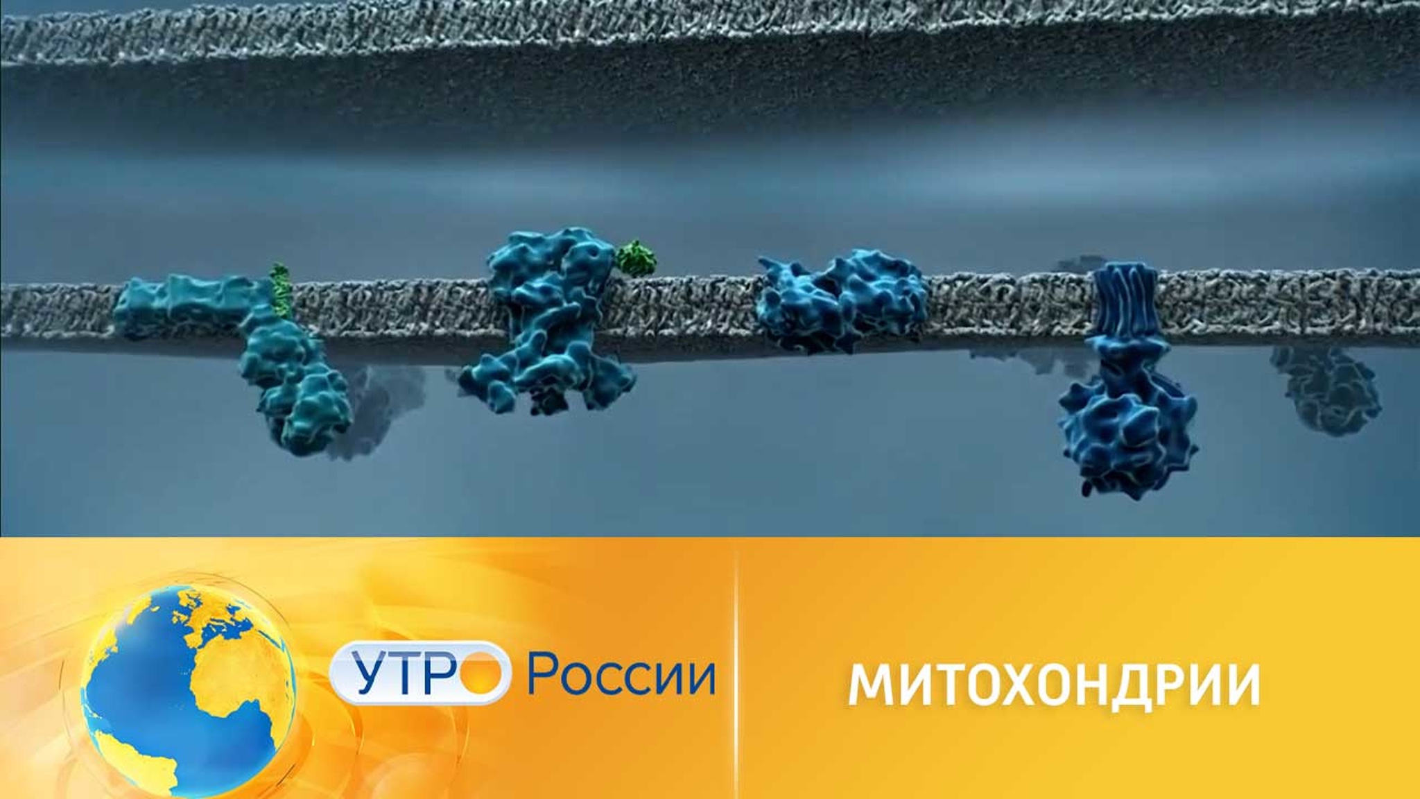 Загадочные митохондрии: какая еда заряжает энергией