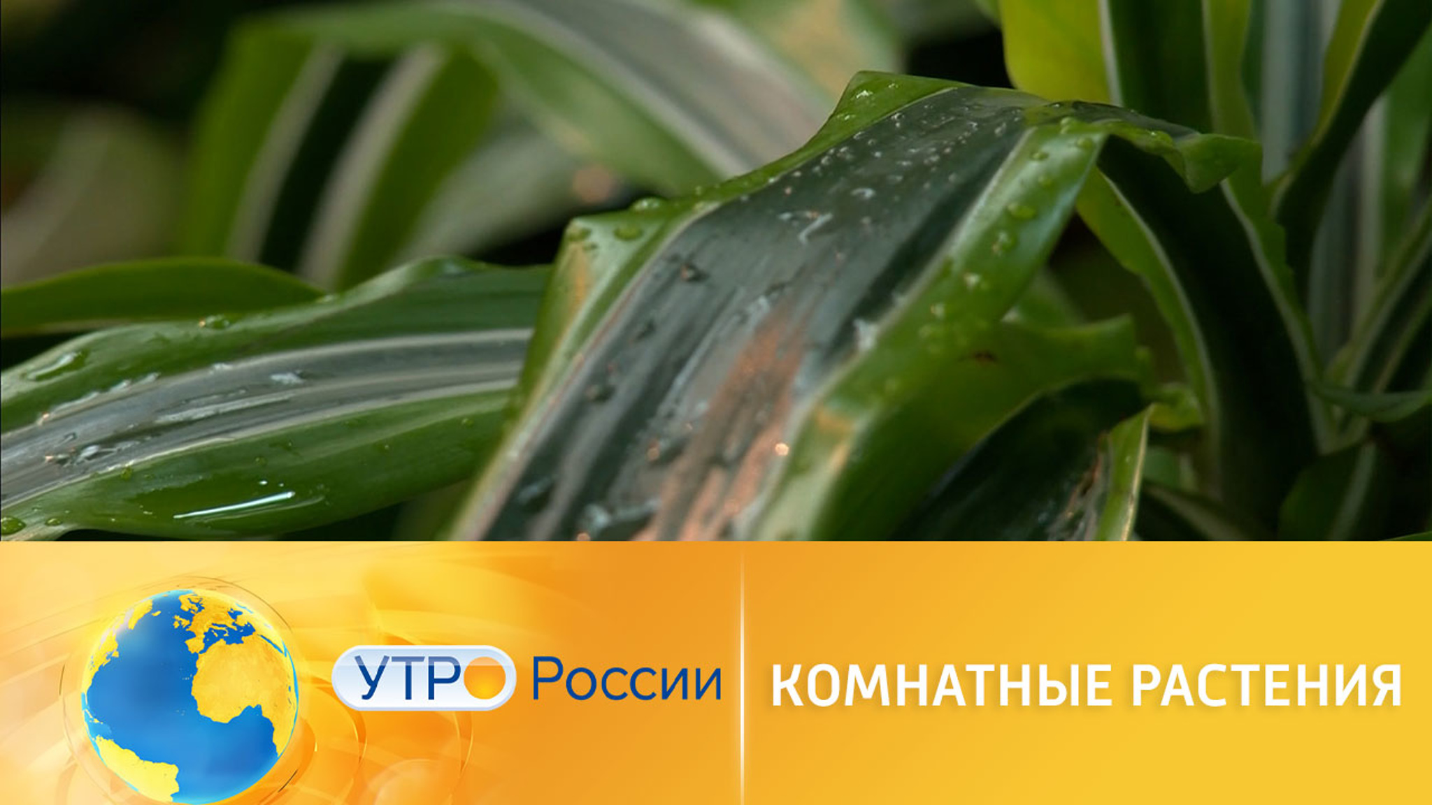 Польза комнатных растений