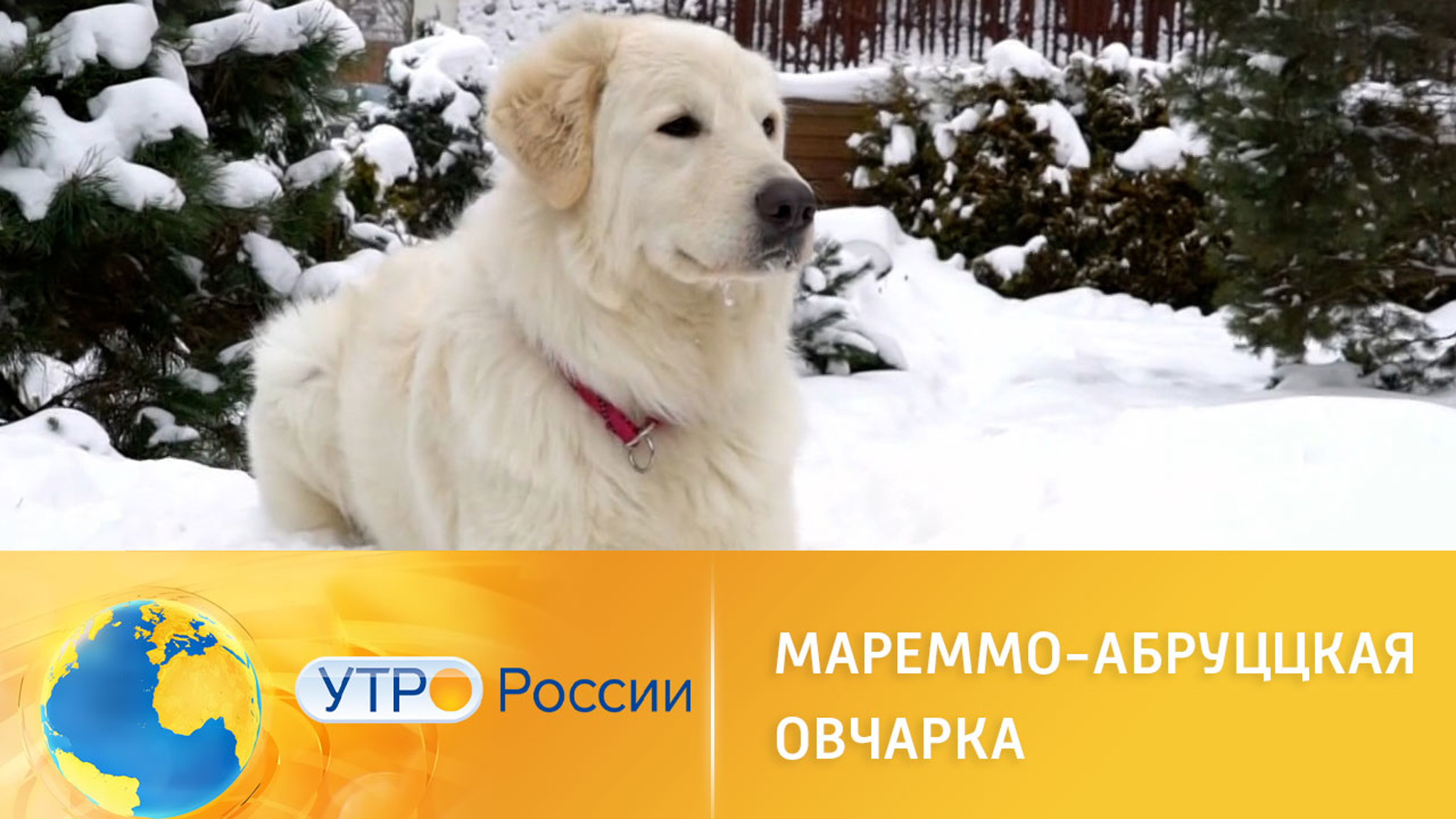 Мареммо-абруццкая овчарка: плюсы и минусы породы