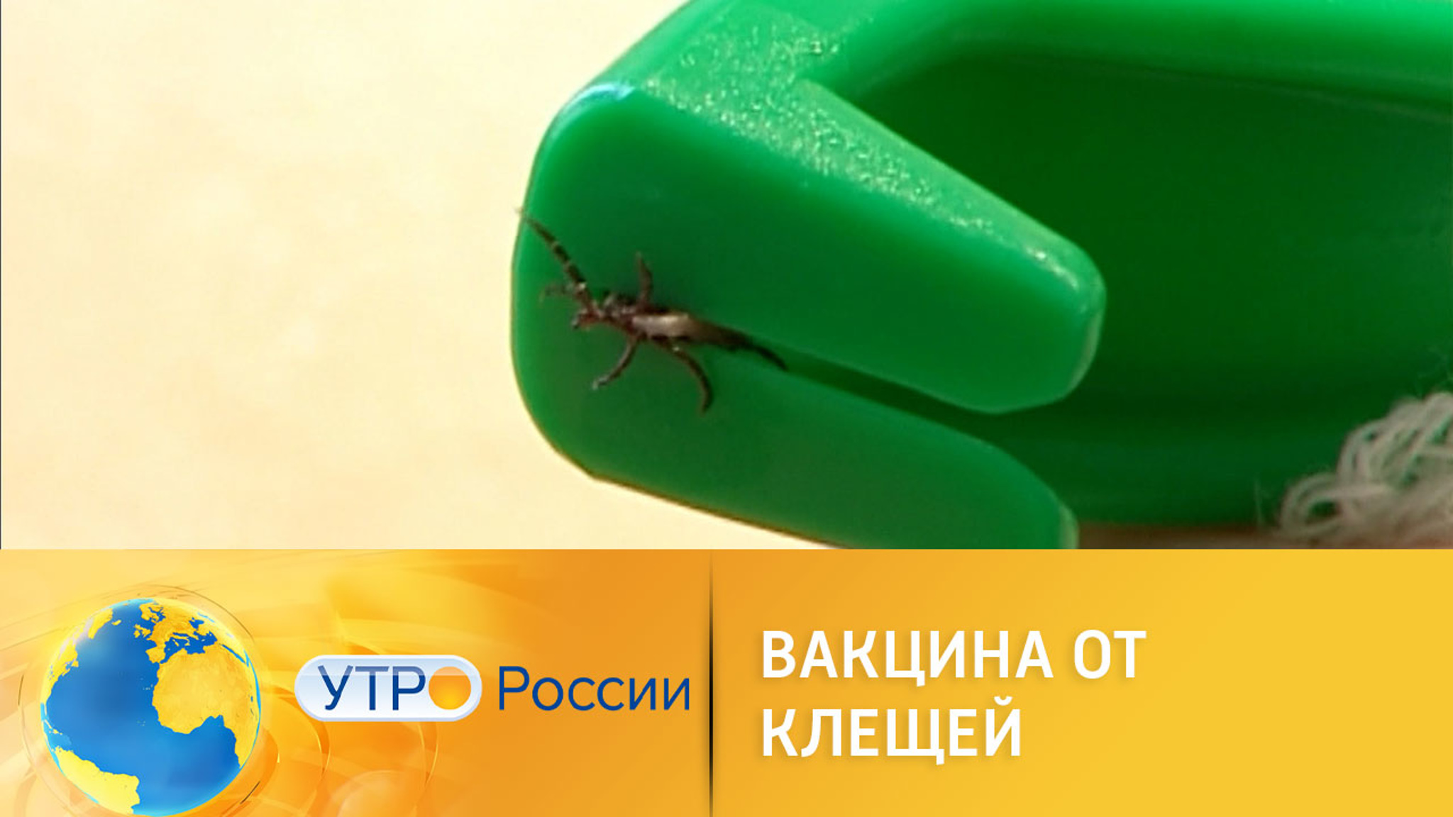 Вакцина от клещей: как обезопасить себя от энцефалита