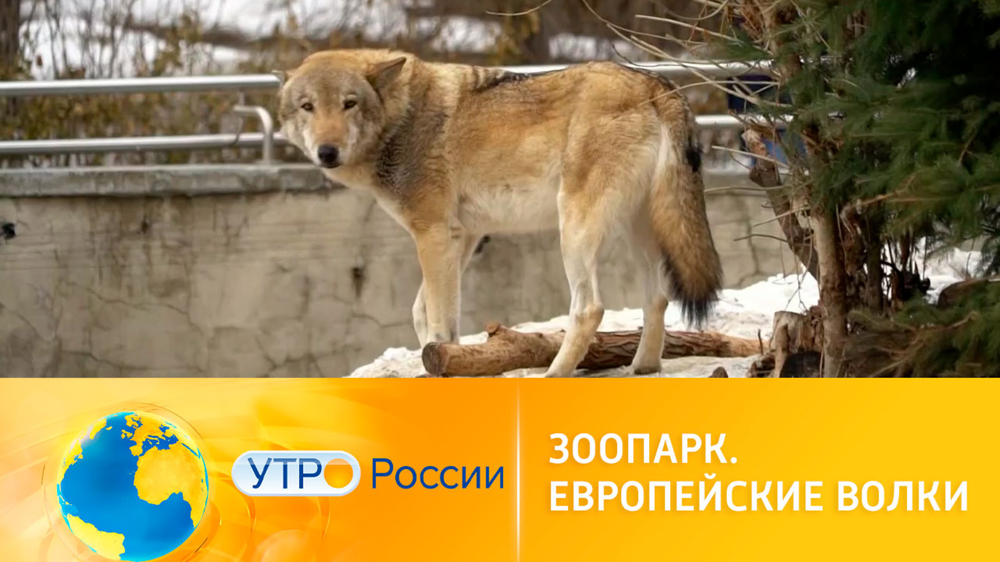 Как живут волки в Московском зоопарке